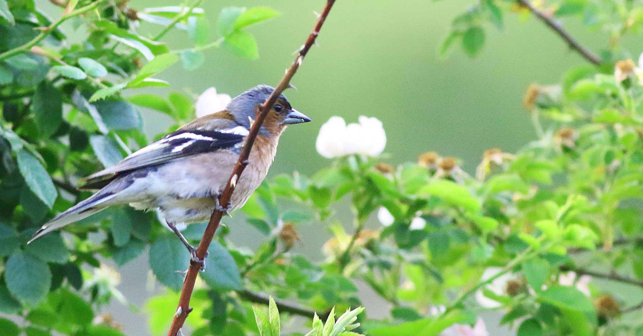 Common Chaffinch
