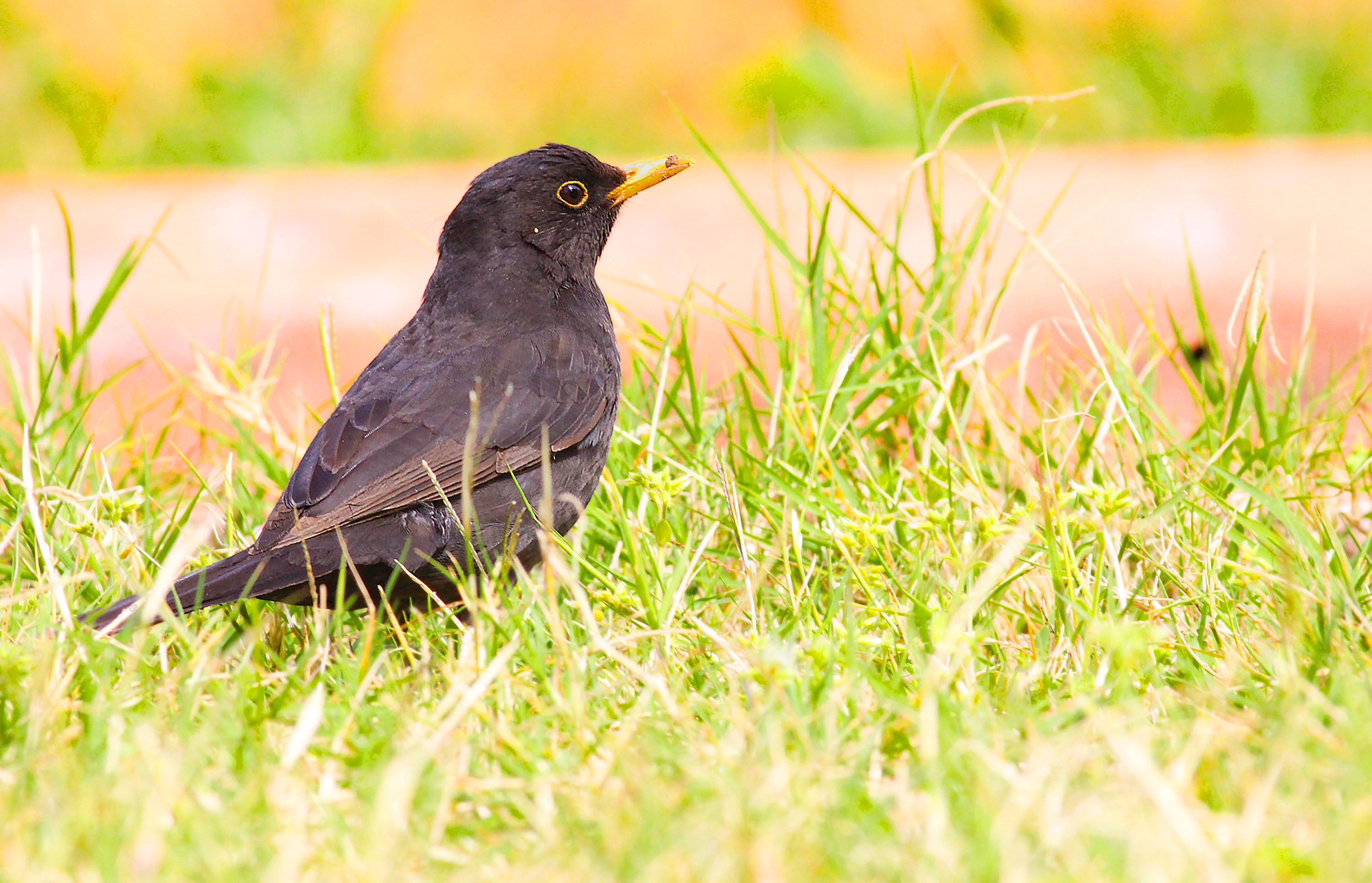 Eurasian Blackbird