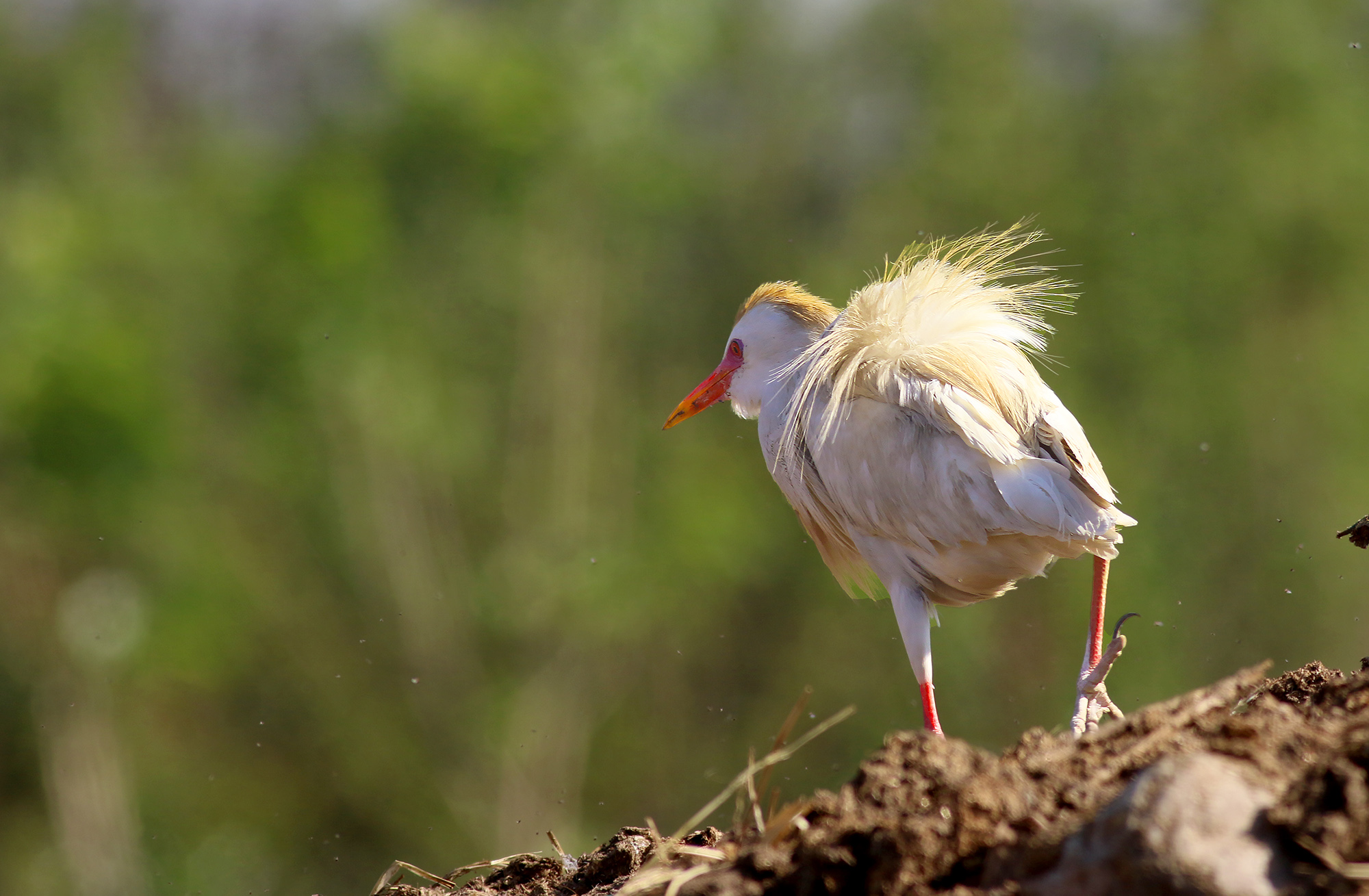 Cattle Egret