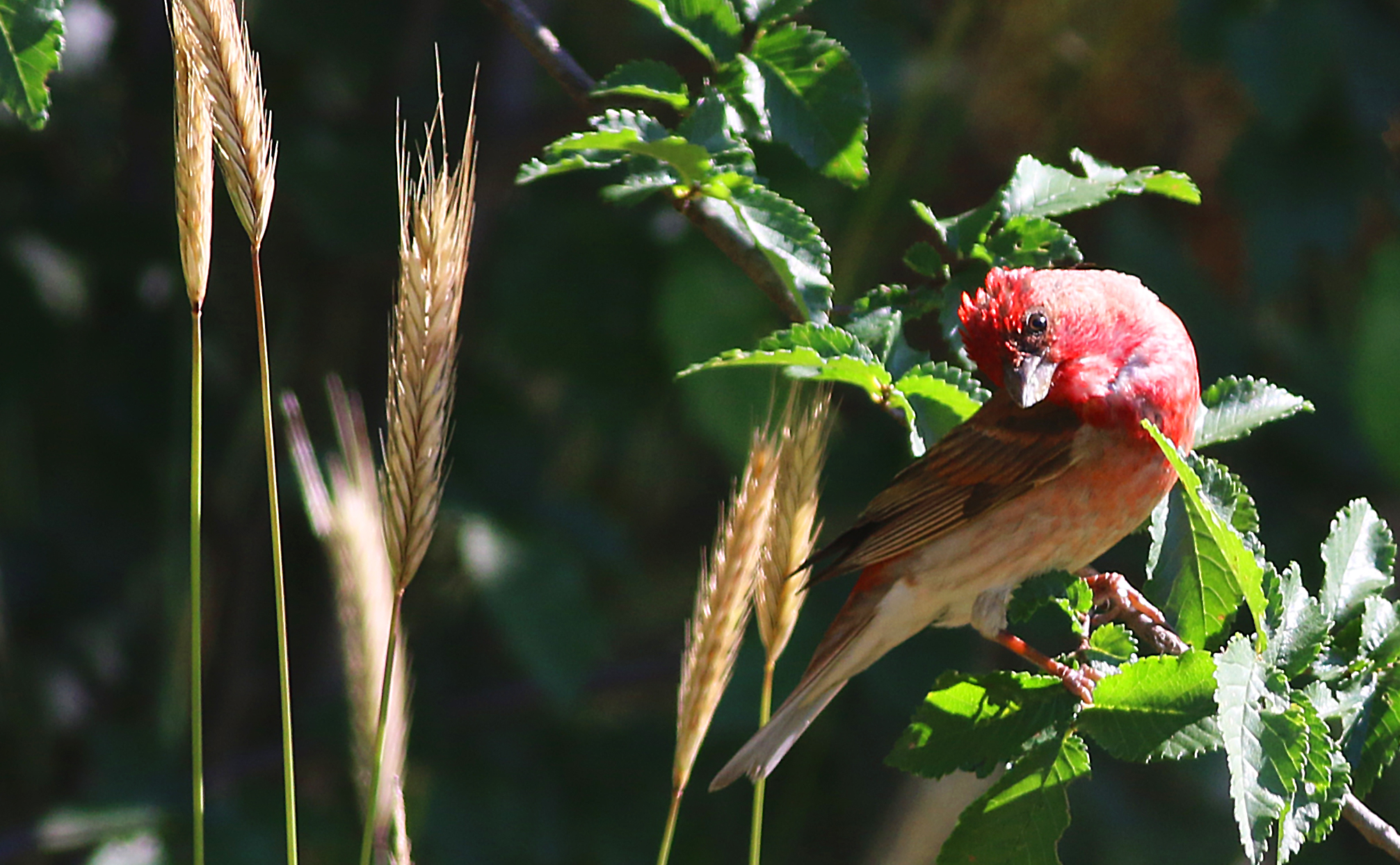 Common Rosefinch
