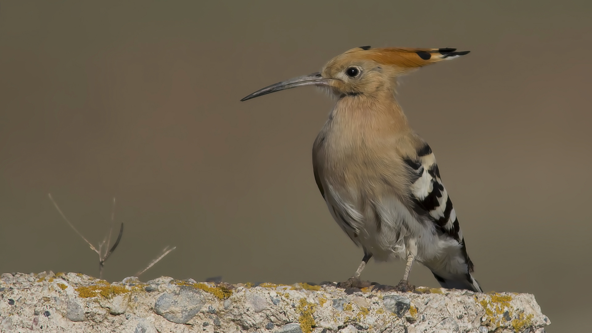 Eurasian Hoopoe