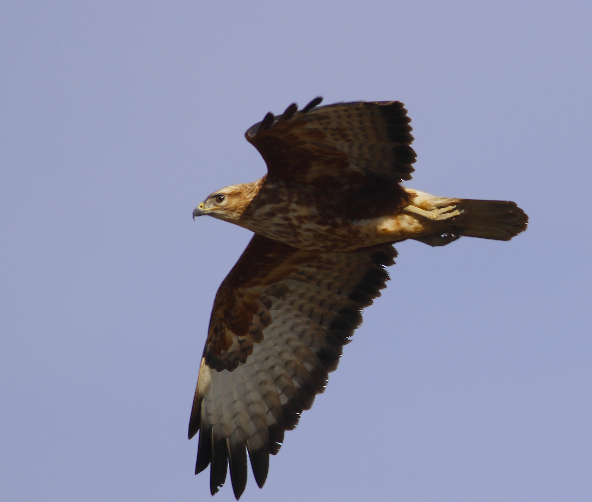 Common Buzzard