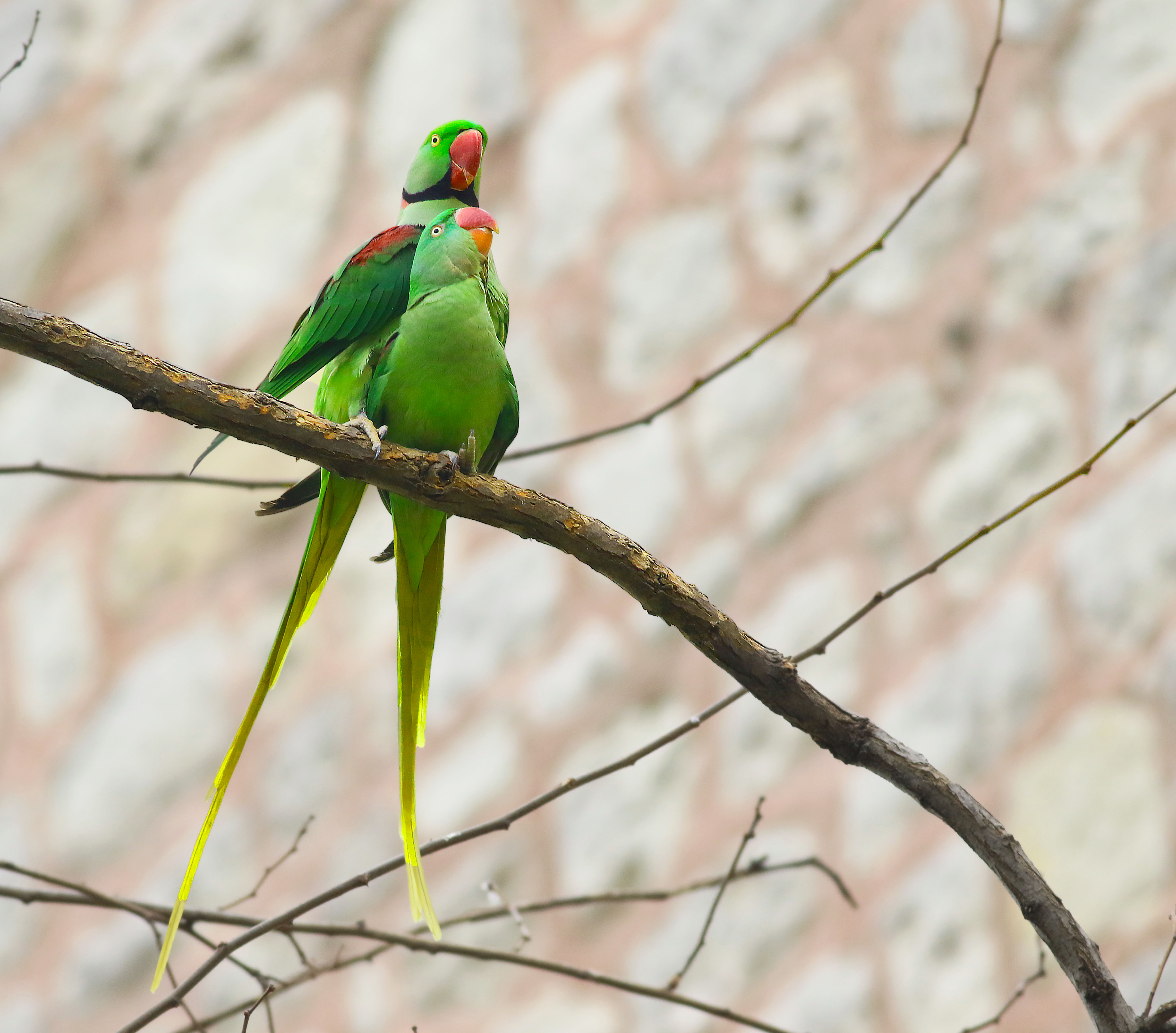 Alexandrine Parakeet