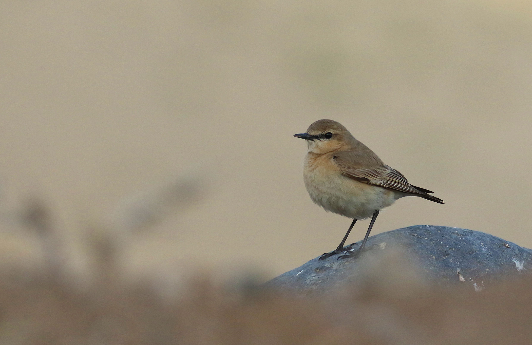 Isabelline Wheatear