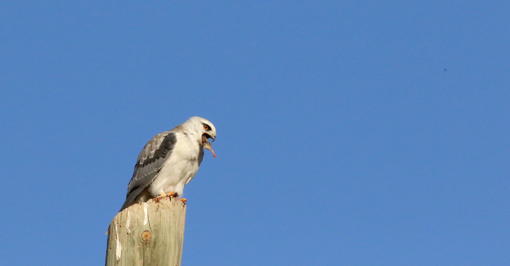 Black-winged Kite