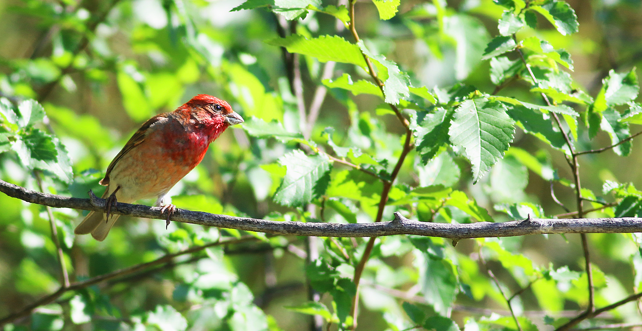 Common Rosefinch