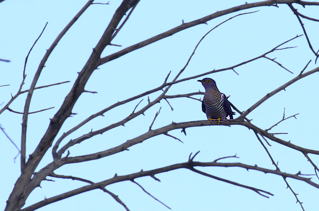 Common Cuckoo