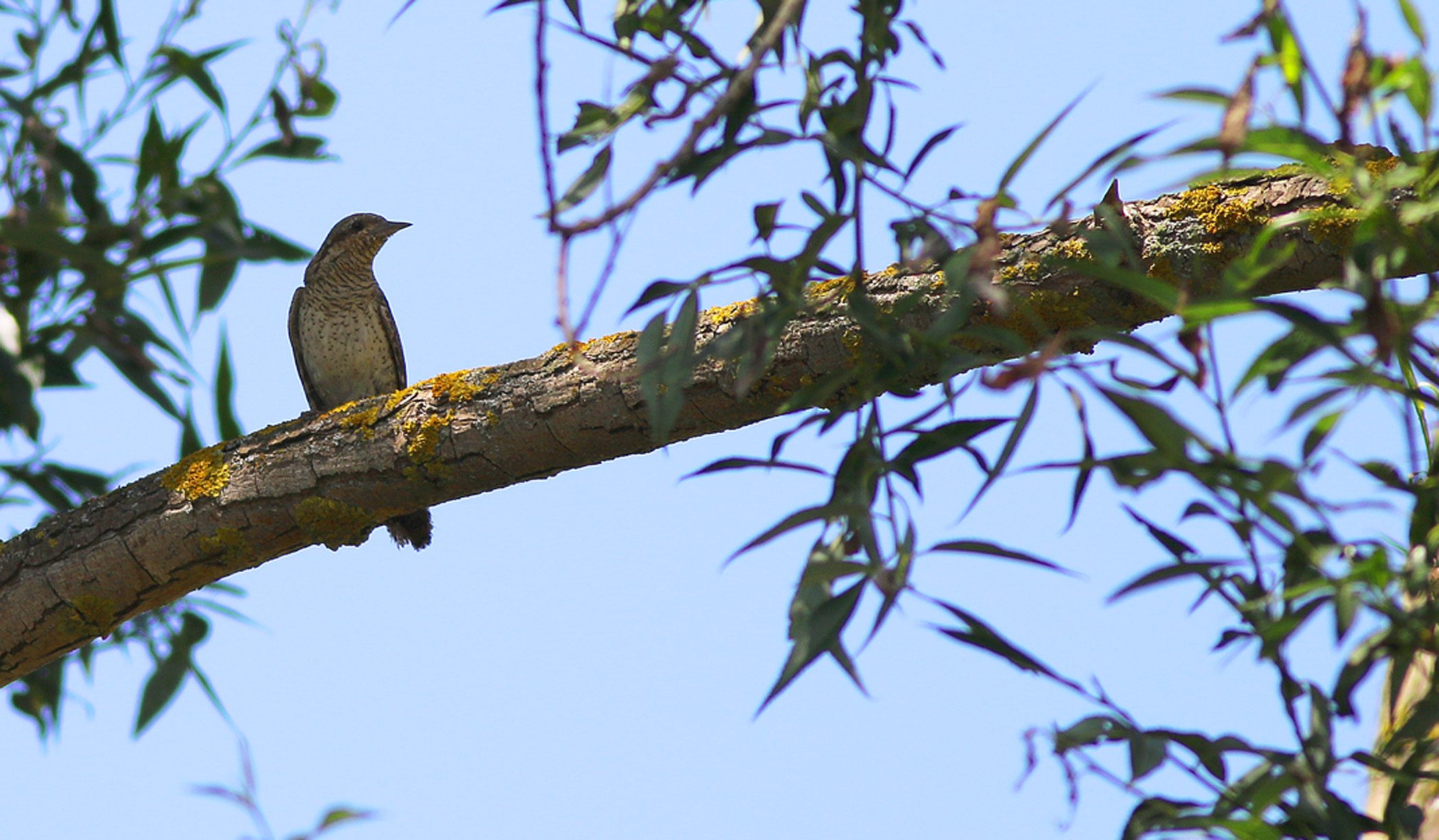 Eurasian Wryneck