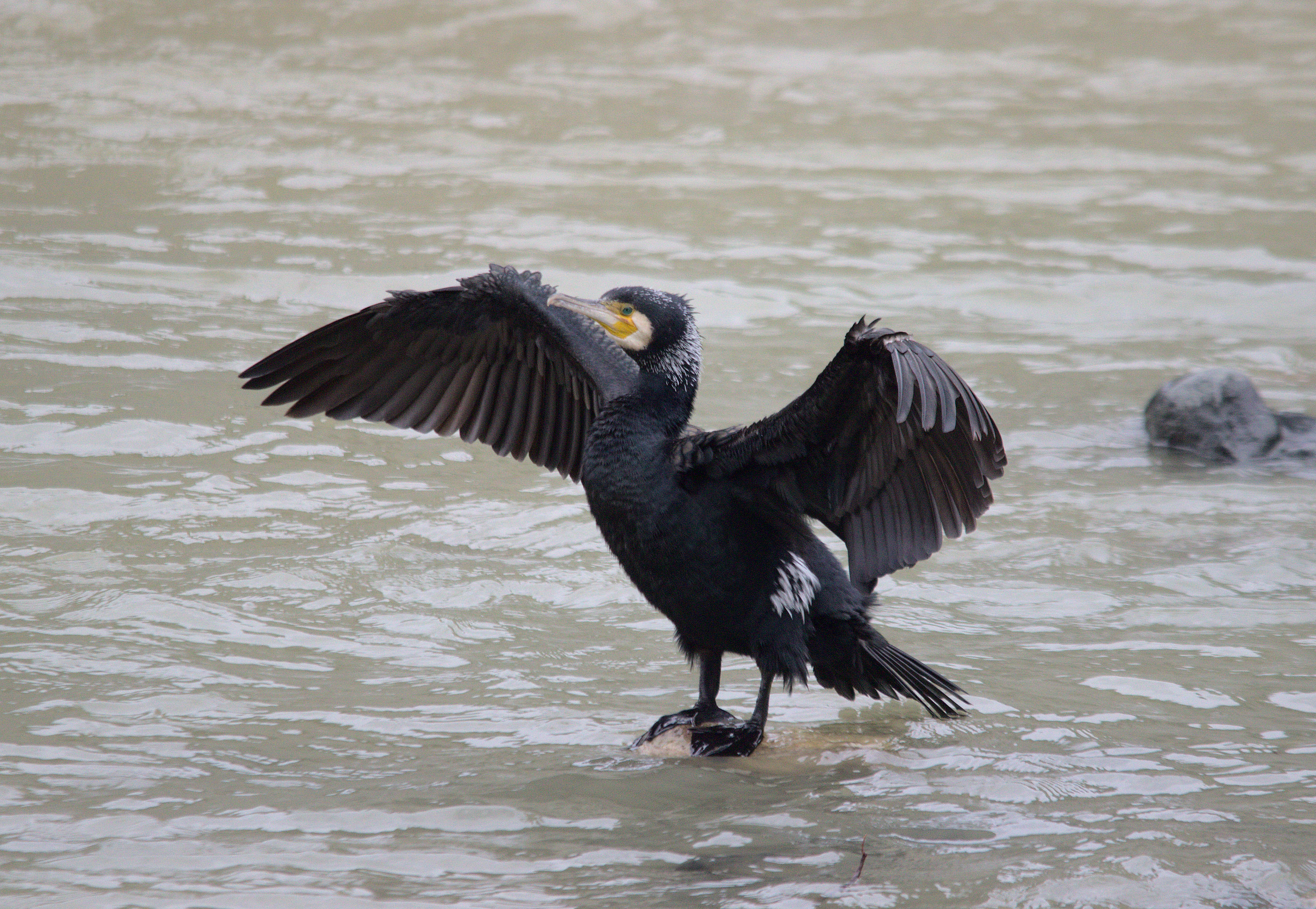 Great Cormorant