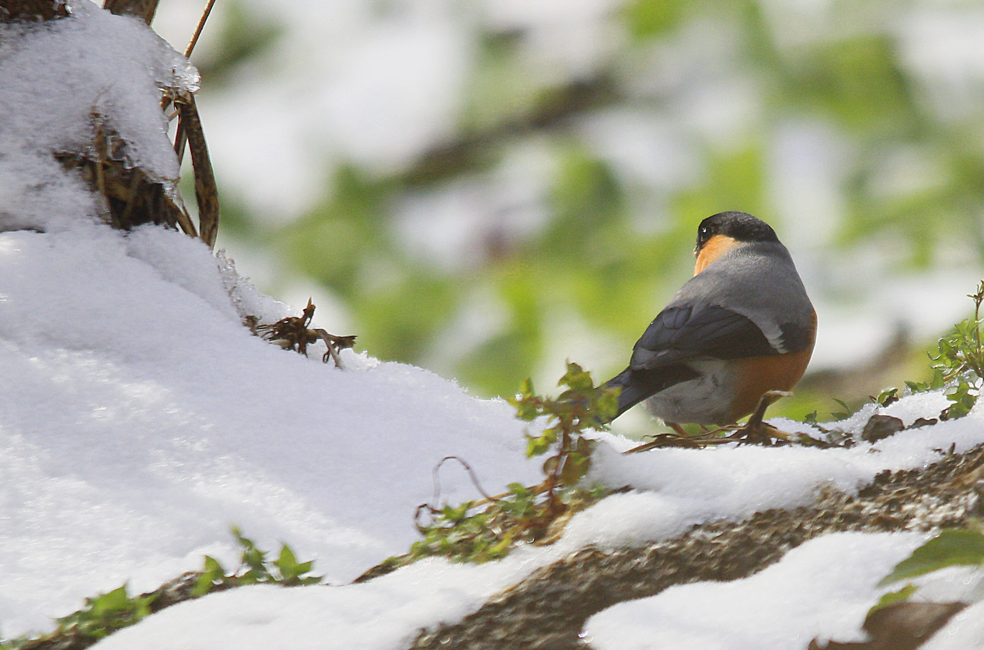 Eurasian Bullfinch