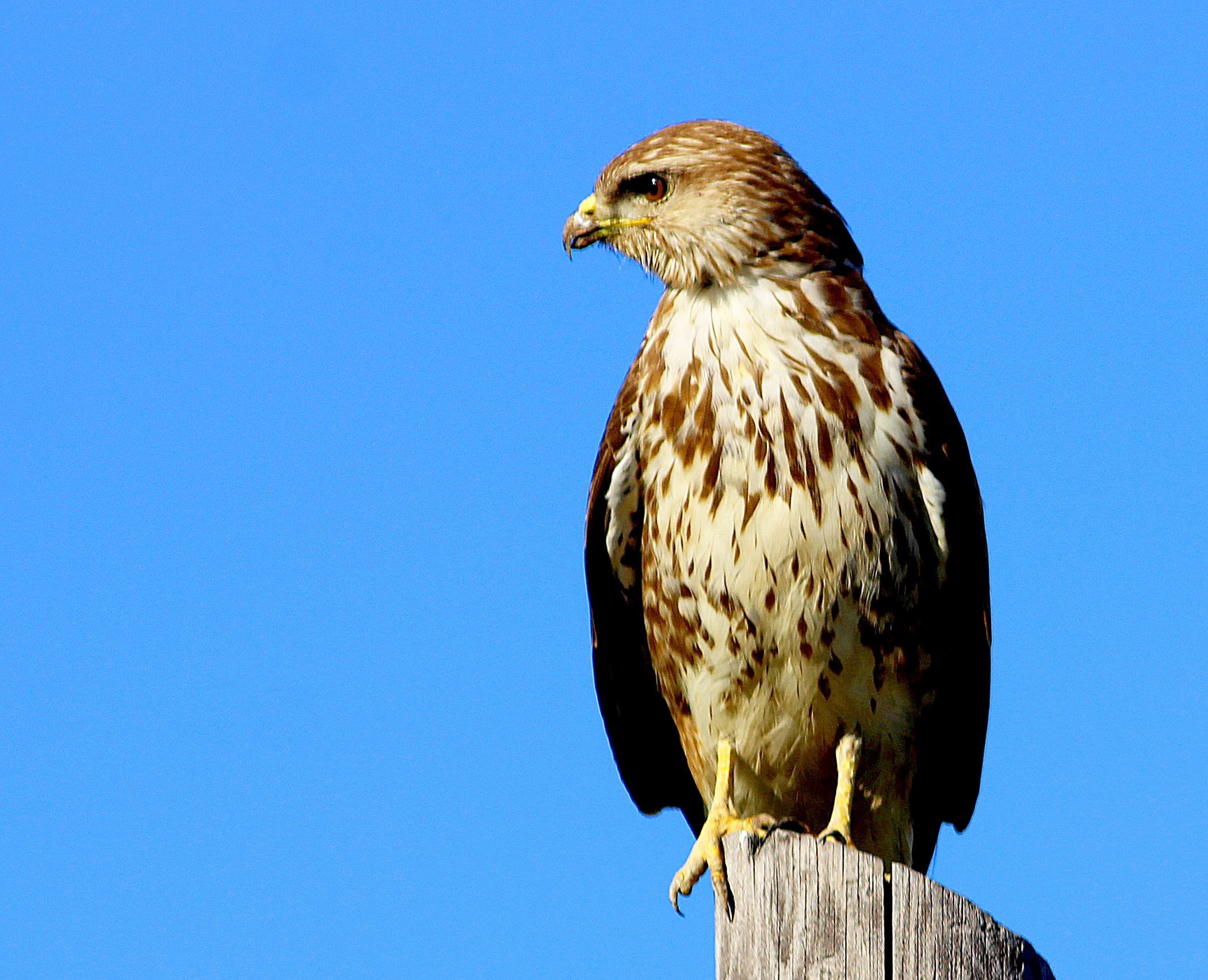 Eurasian Buzzard