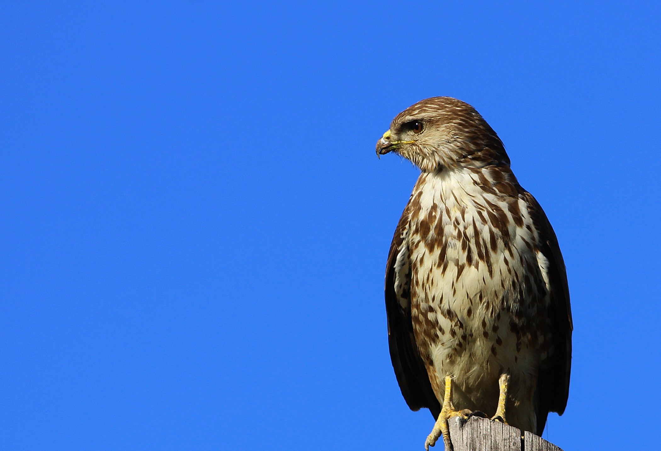Eurasian Buzzard
