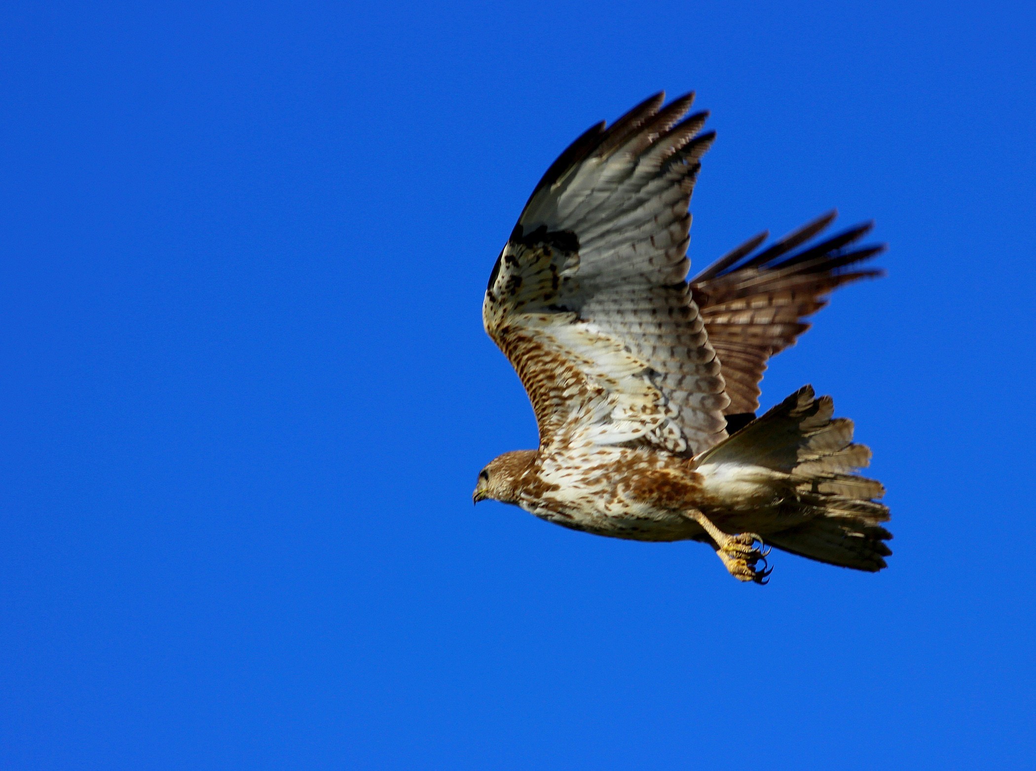 Common Buzzard