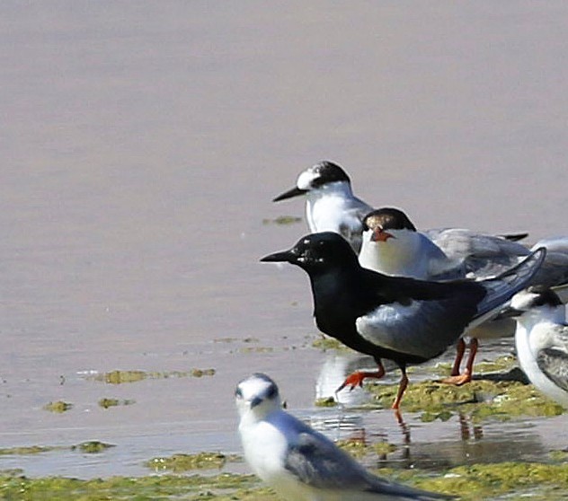 White-winged Tern — Ana fotoğraf