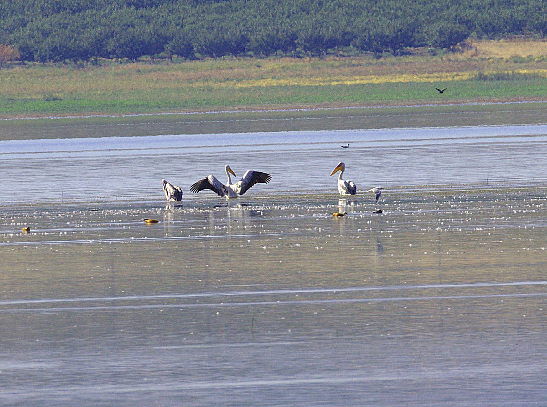 Great White Pelican