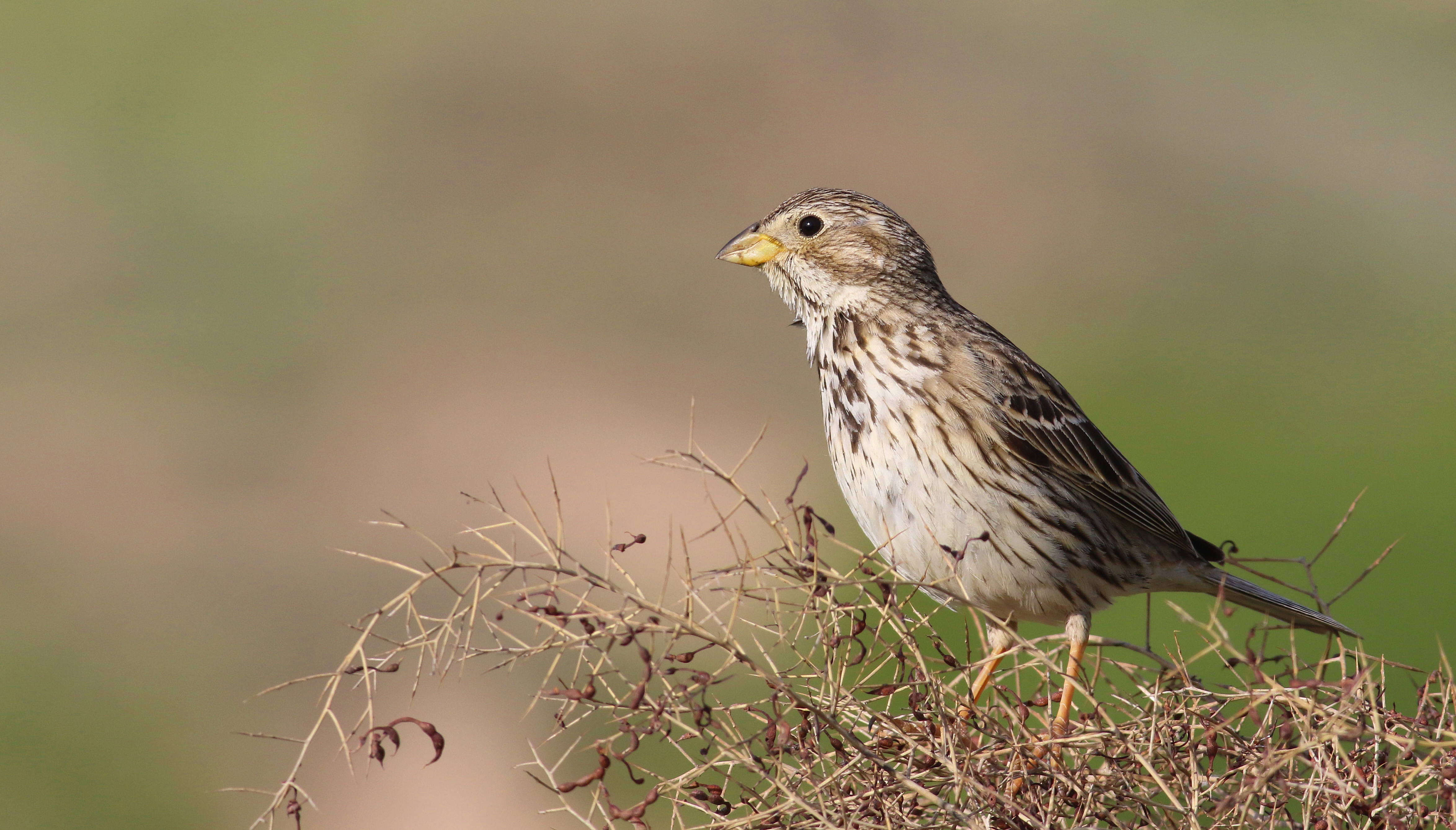 Corn Bunting