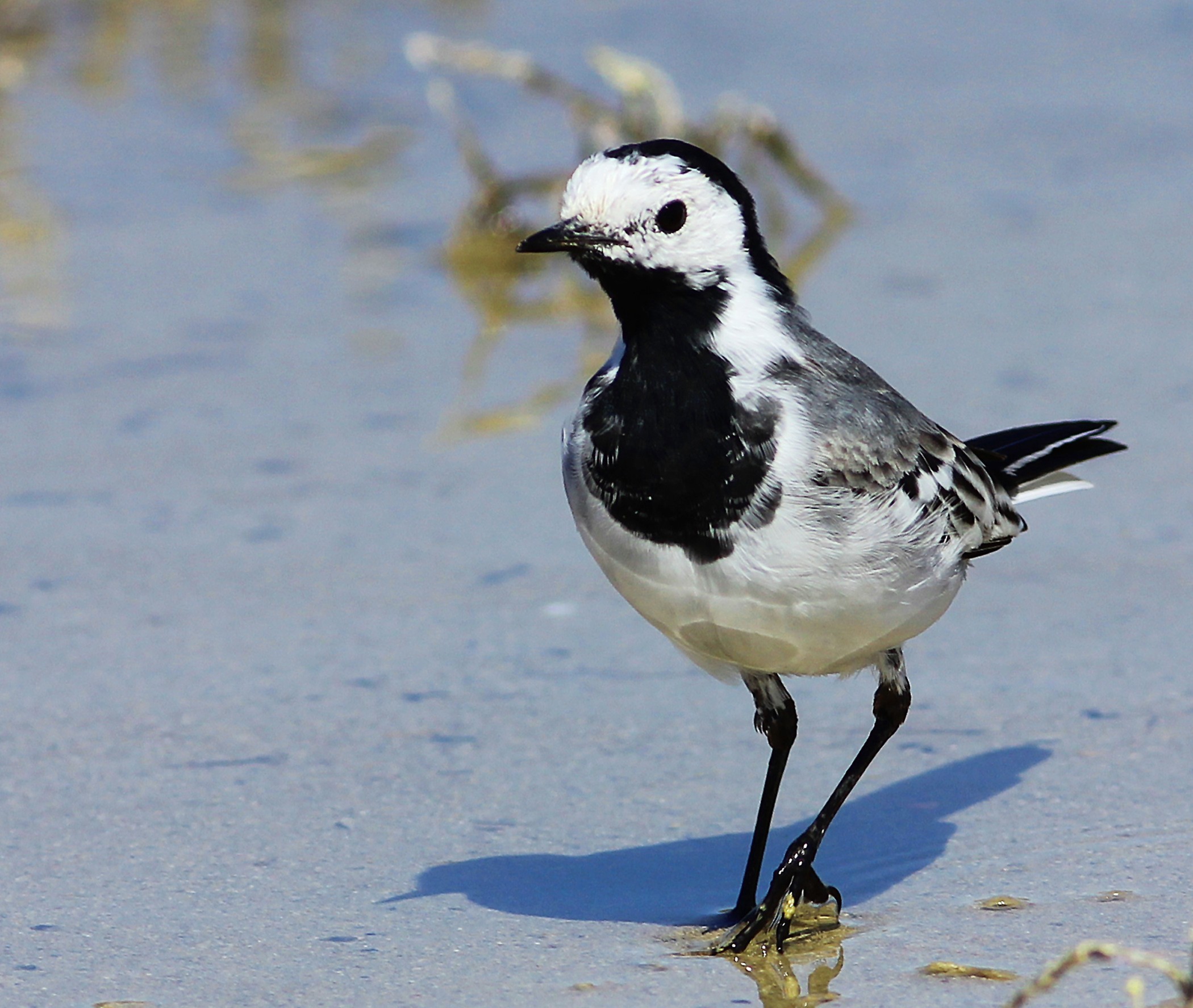White Wagtail