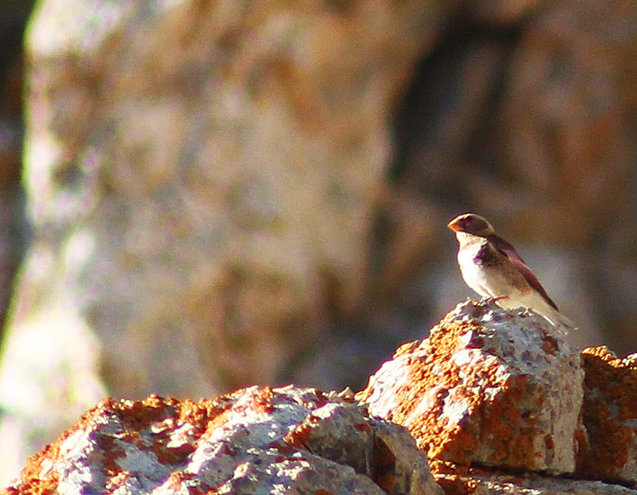 Crimson-winged Finch