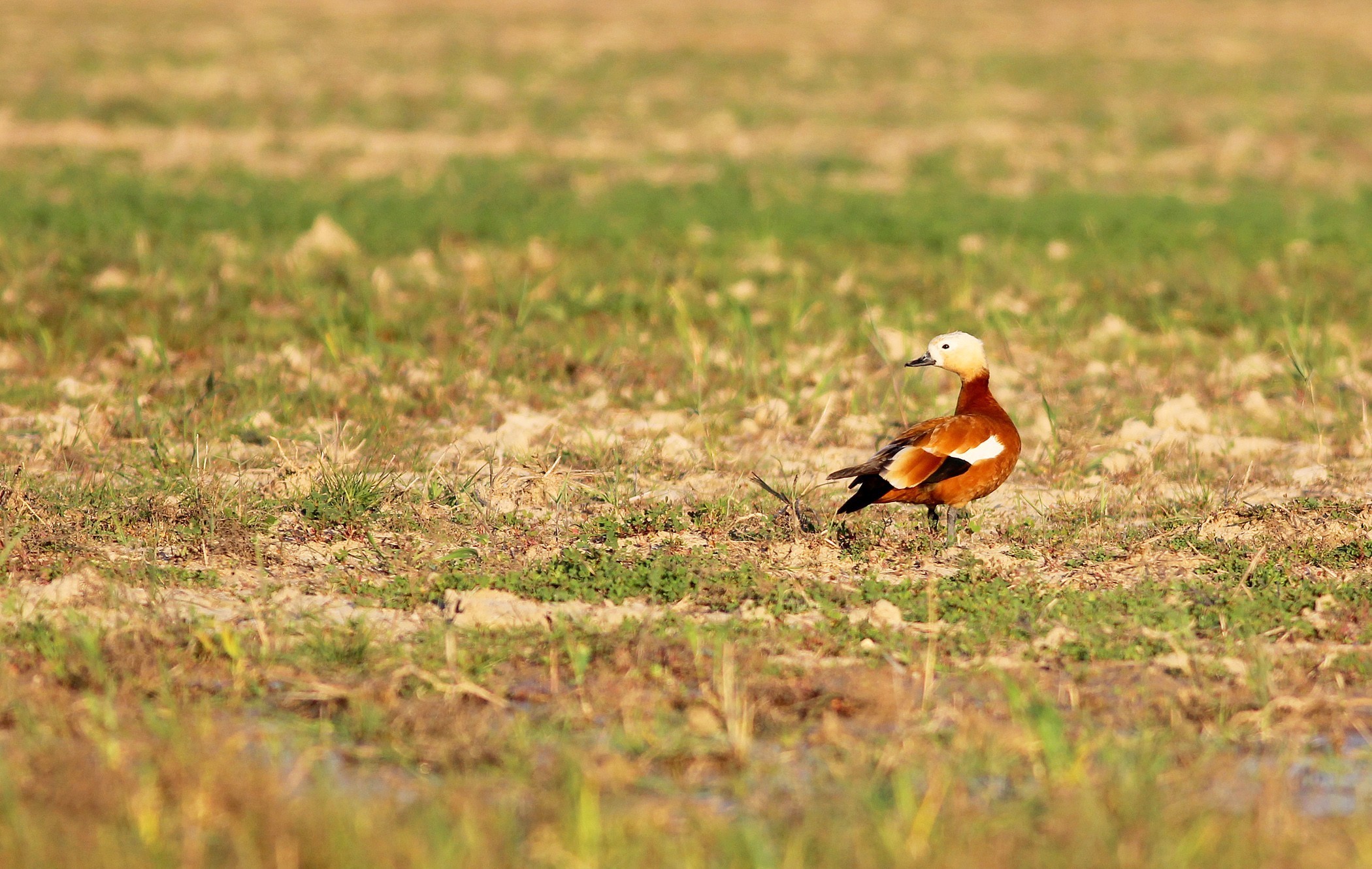 Ruddy Shelduck