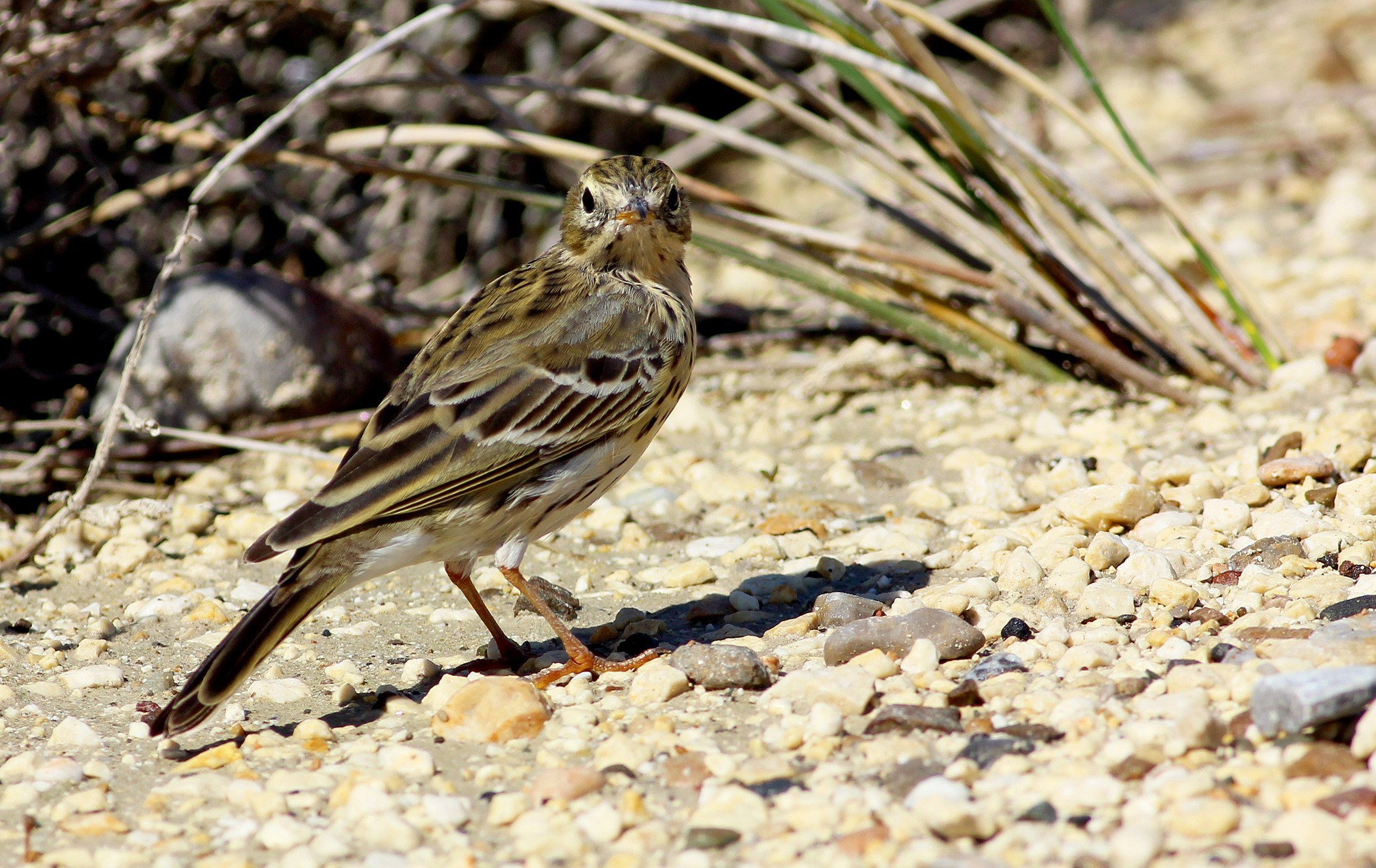 Meadow Pipit