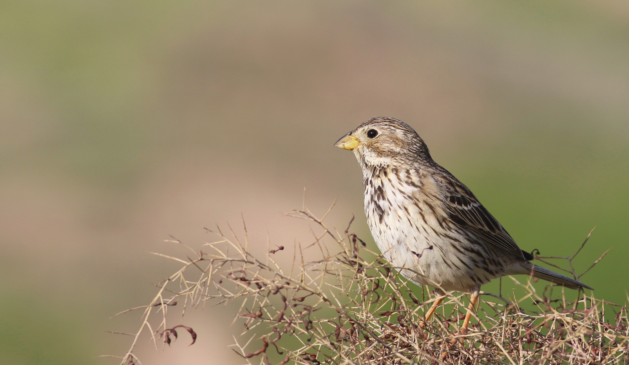 Corn Bunting