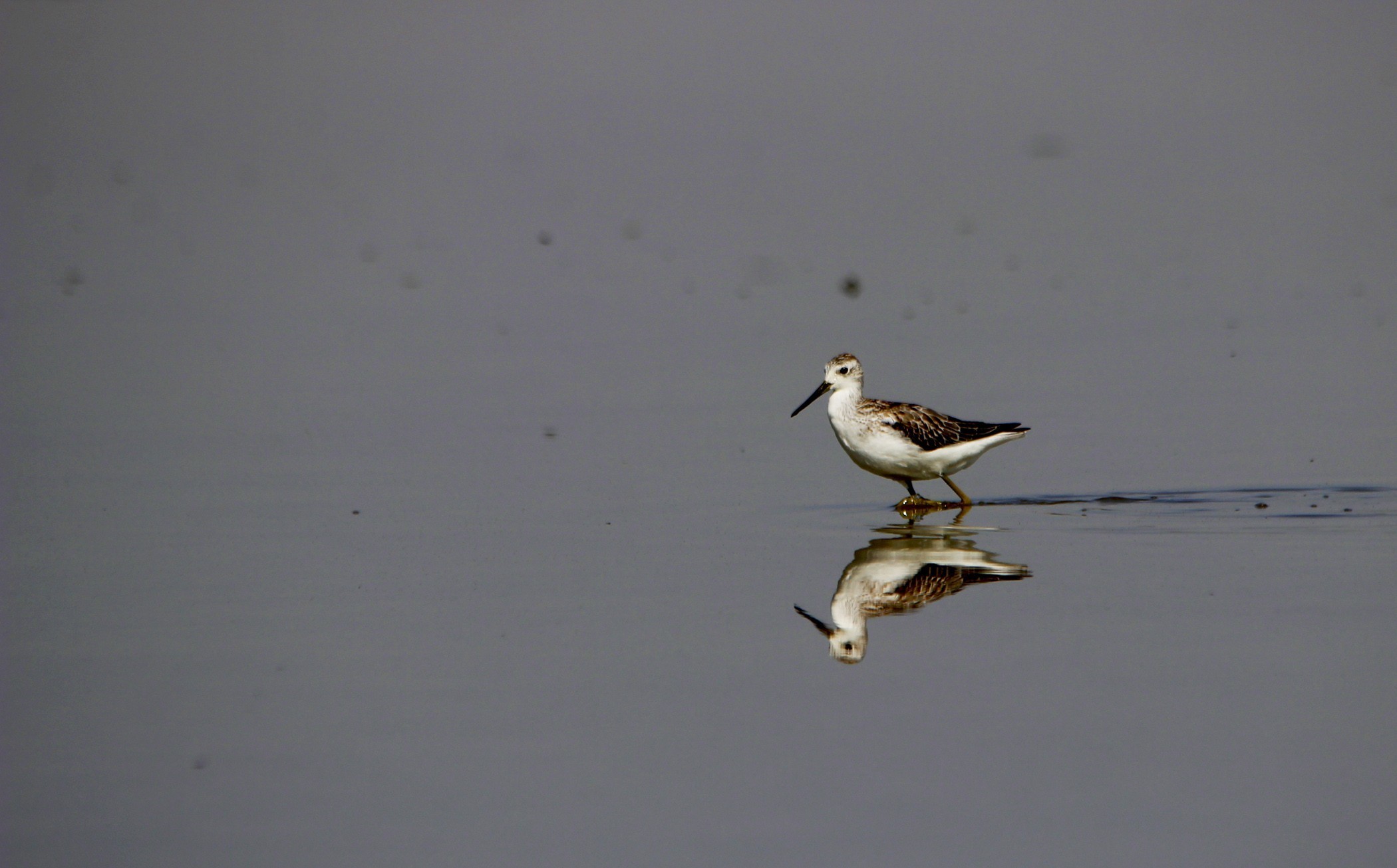 Marsh Sandpiper