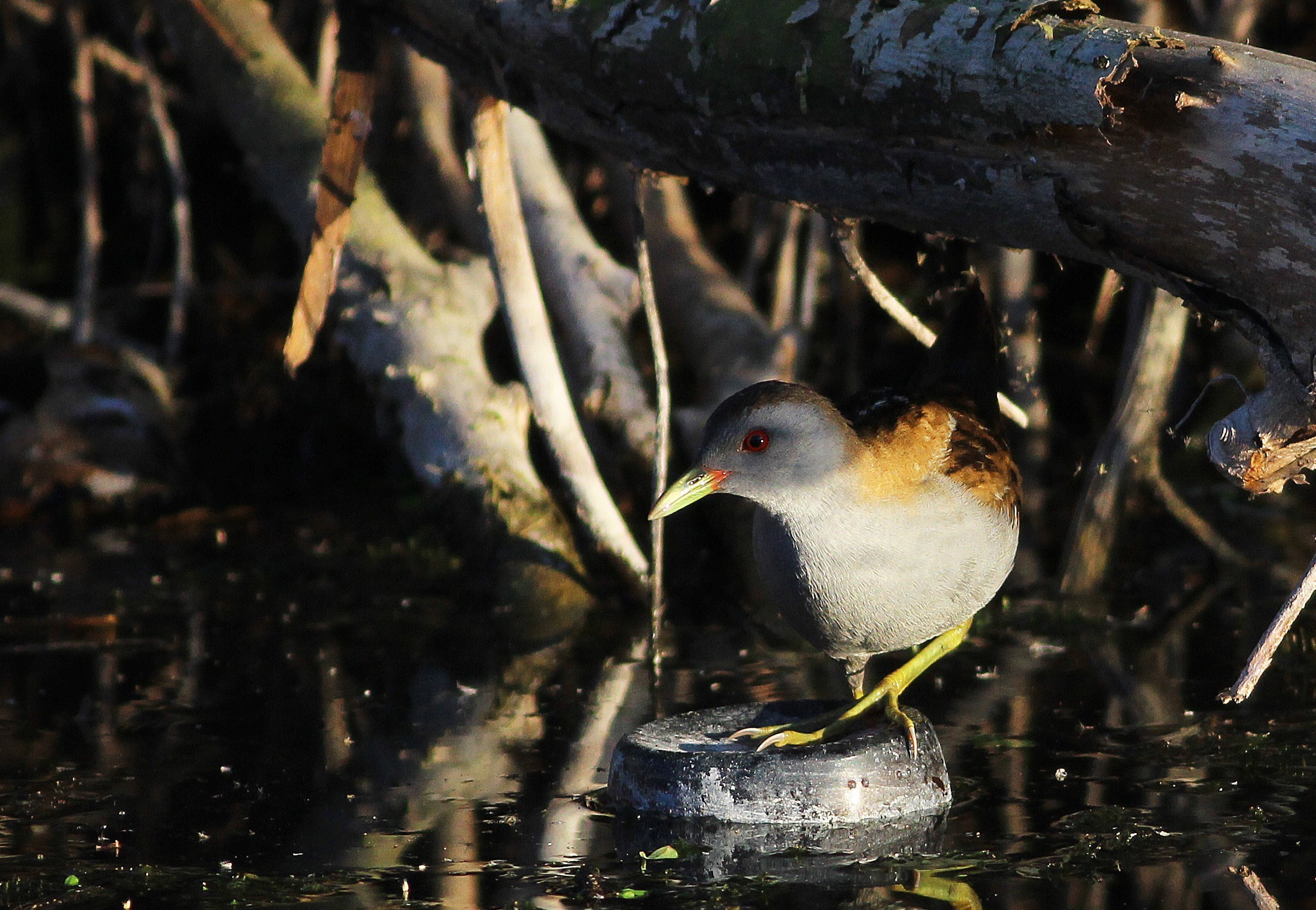 Little Crake
