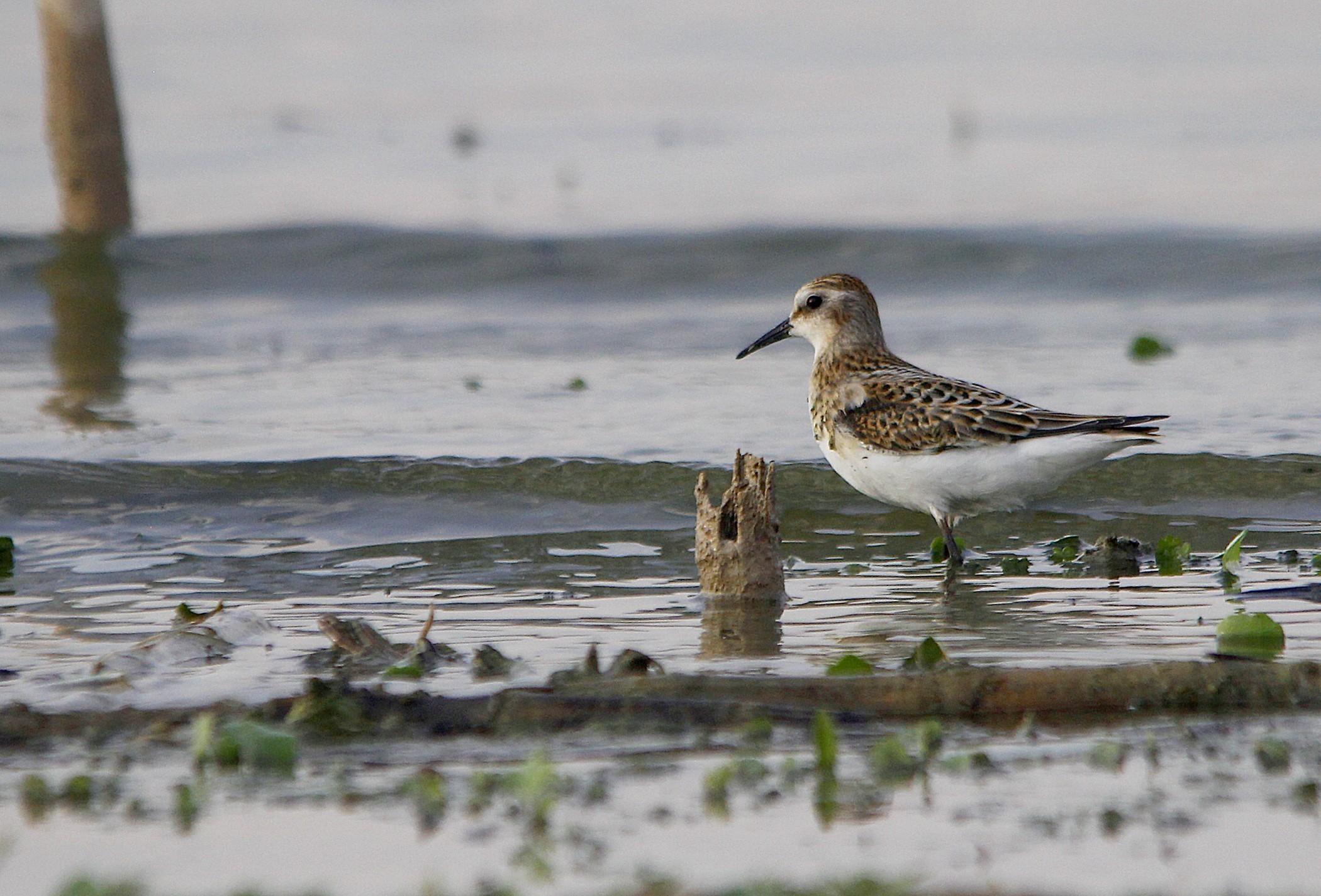 Little Stint