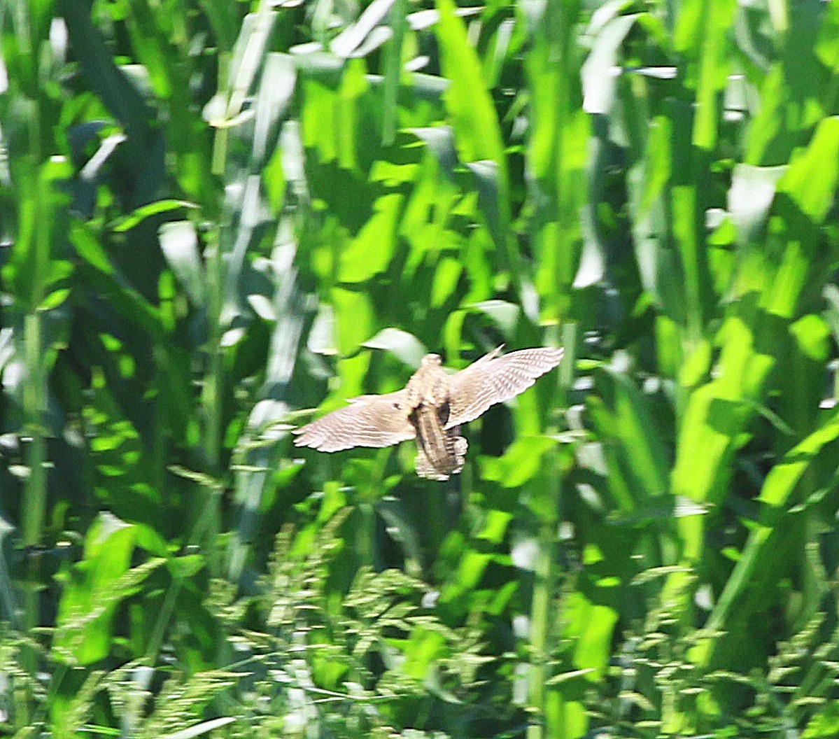 Common Quail