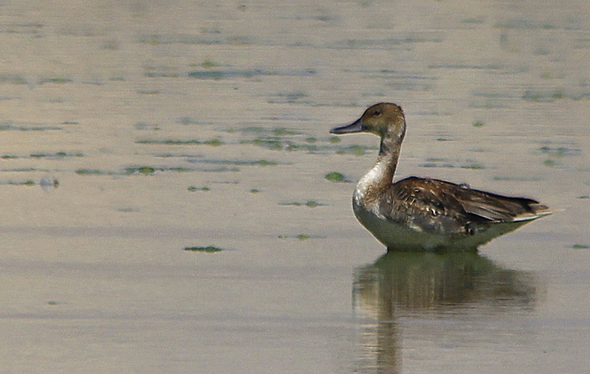Northern Pintail