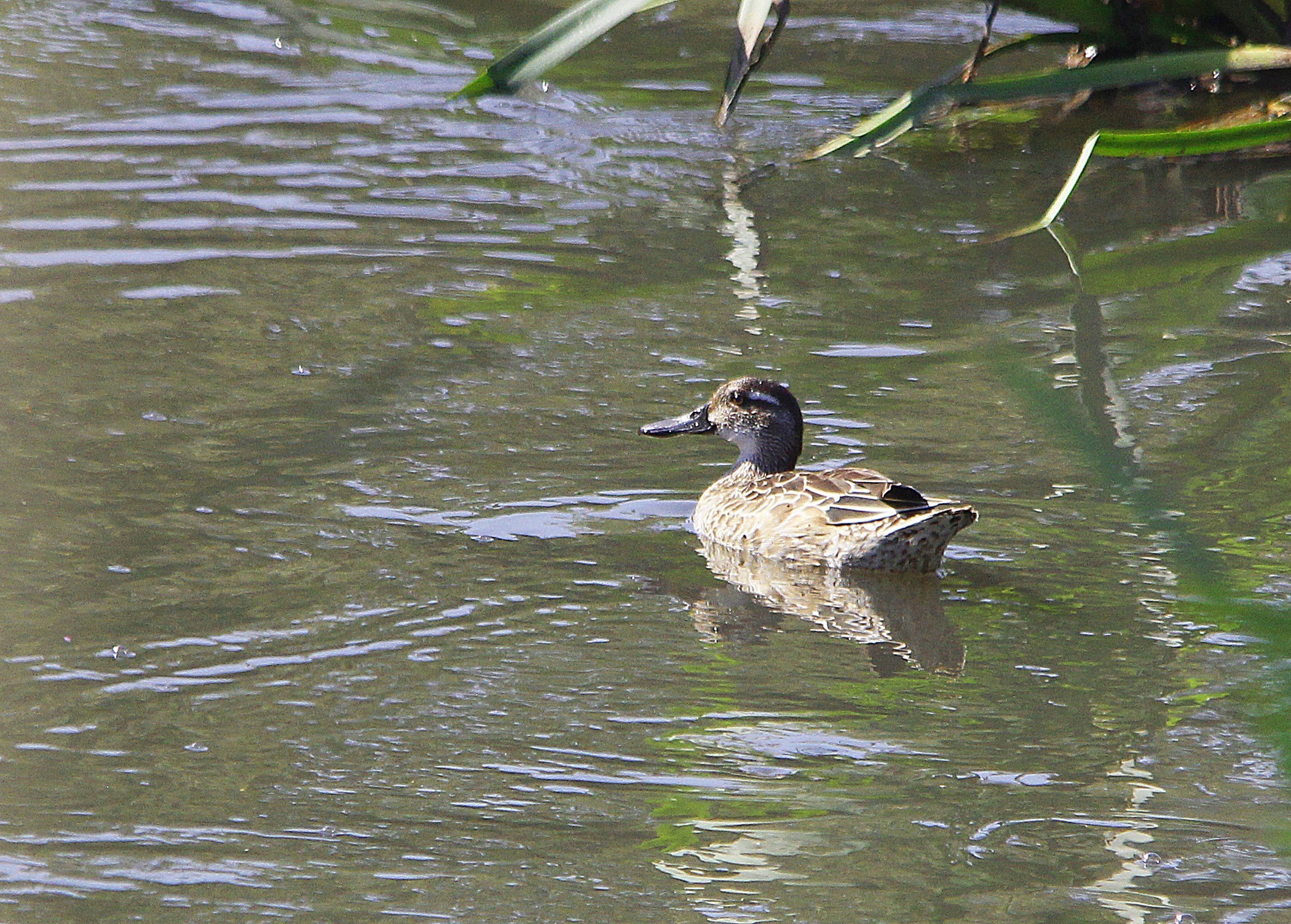 Garganey