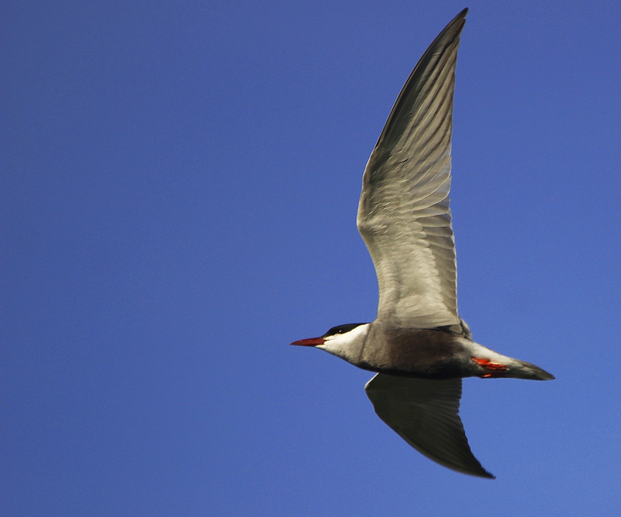 Whiskered Tern