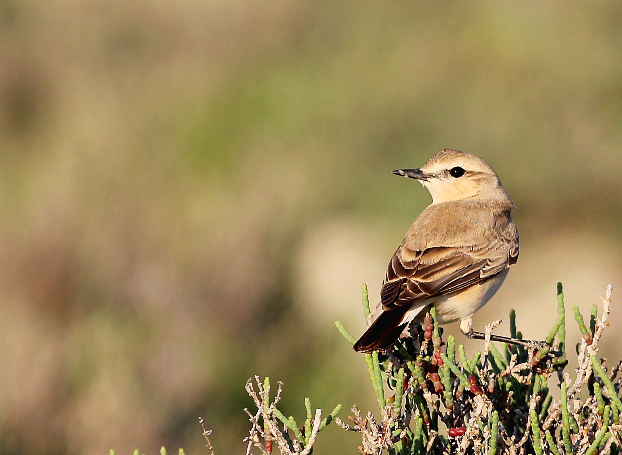 Isabelline Wheatear