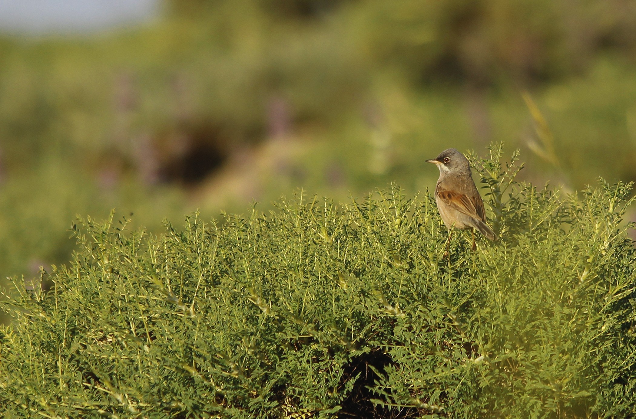Spectacled Warbler
