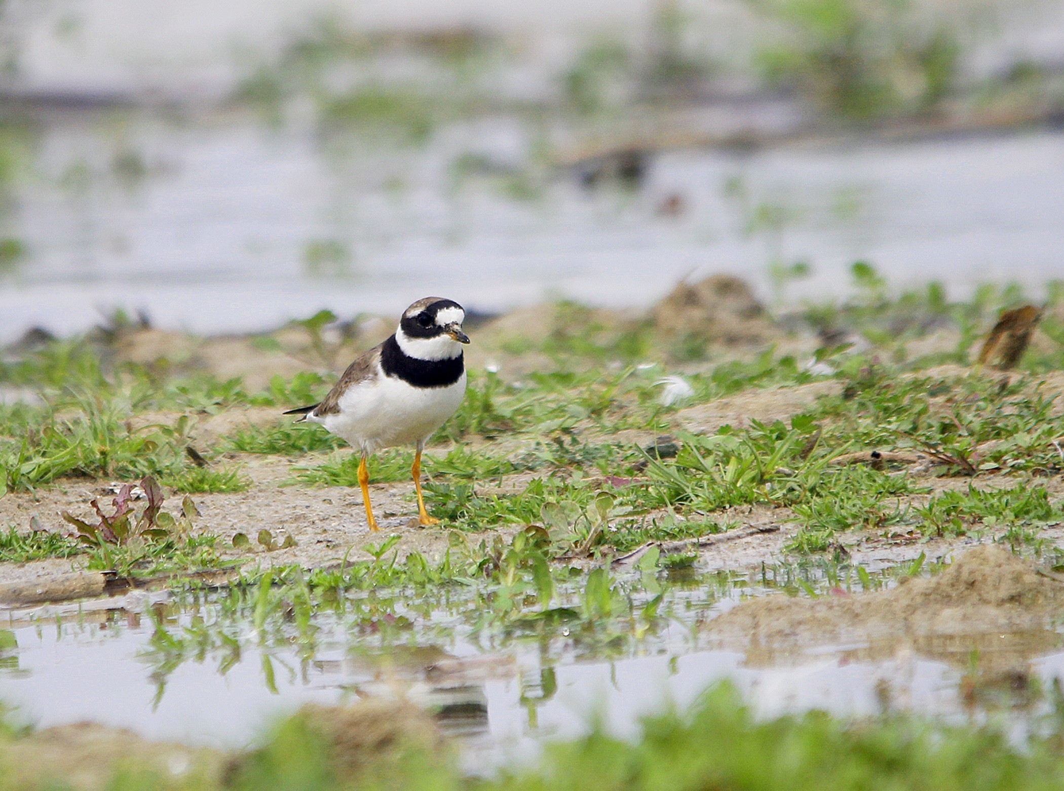 Common Ringed Plover