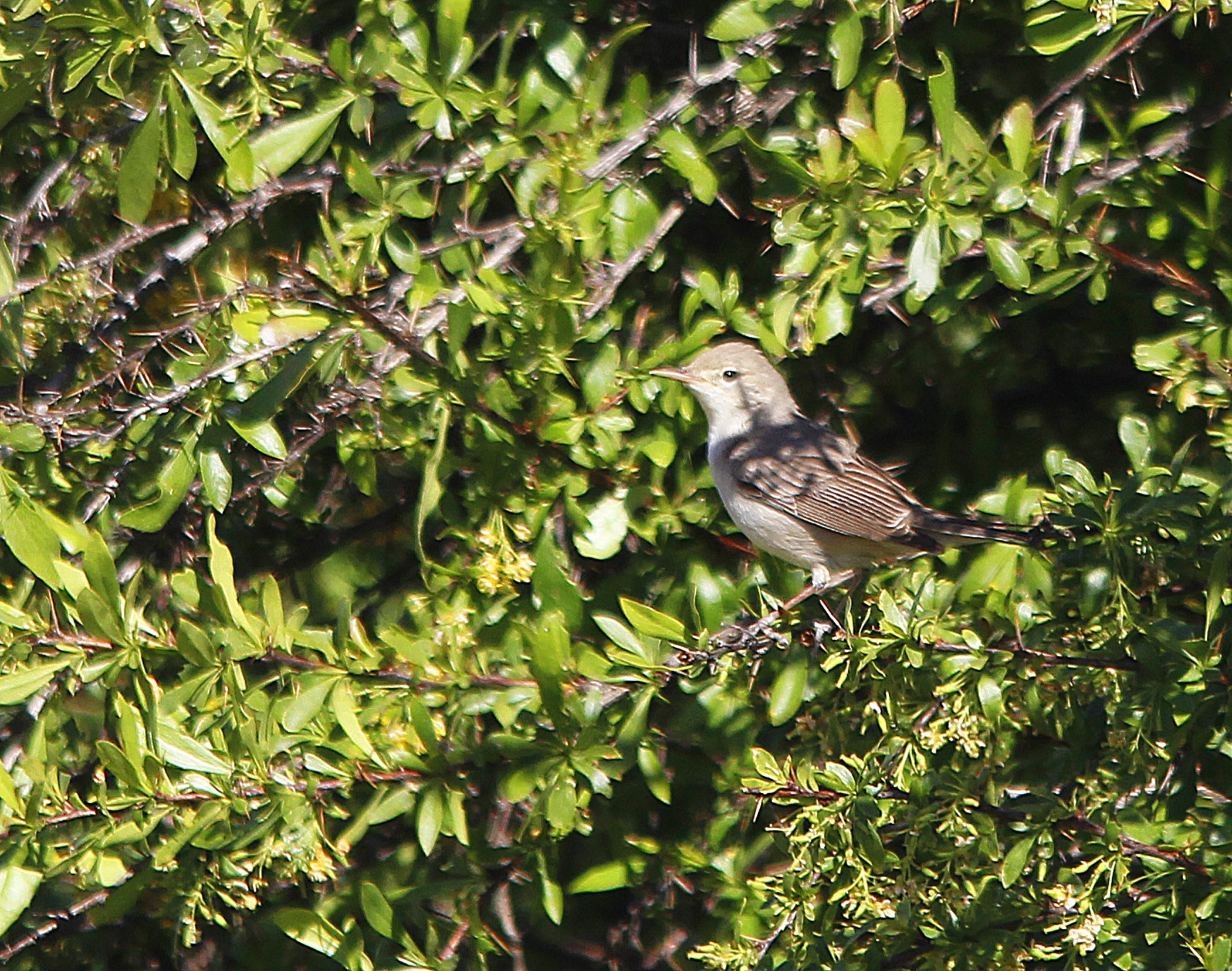 Upcher's Warbler