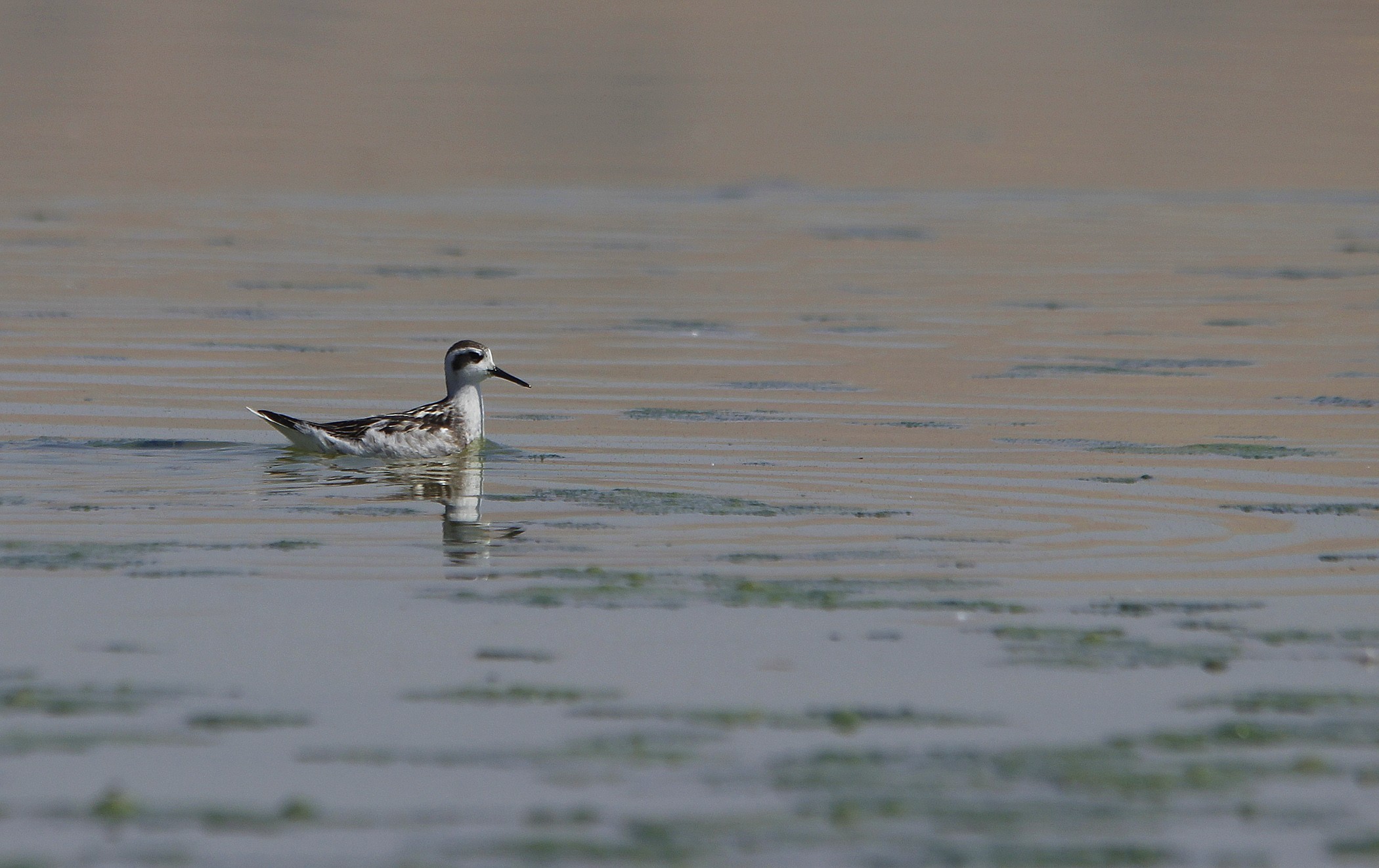 Red-necked Phalarope