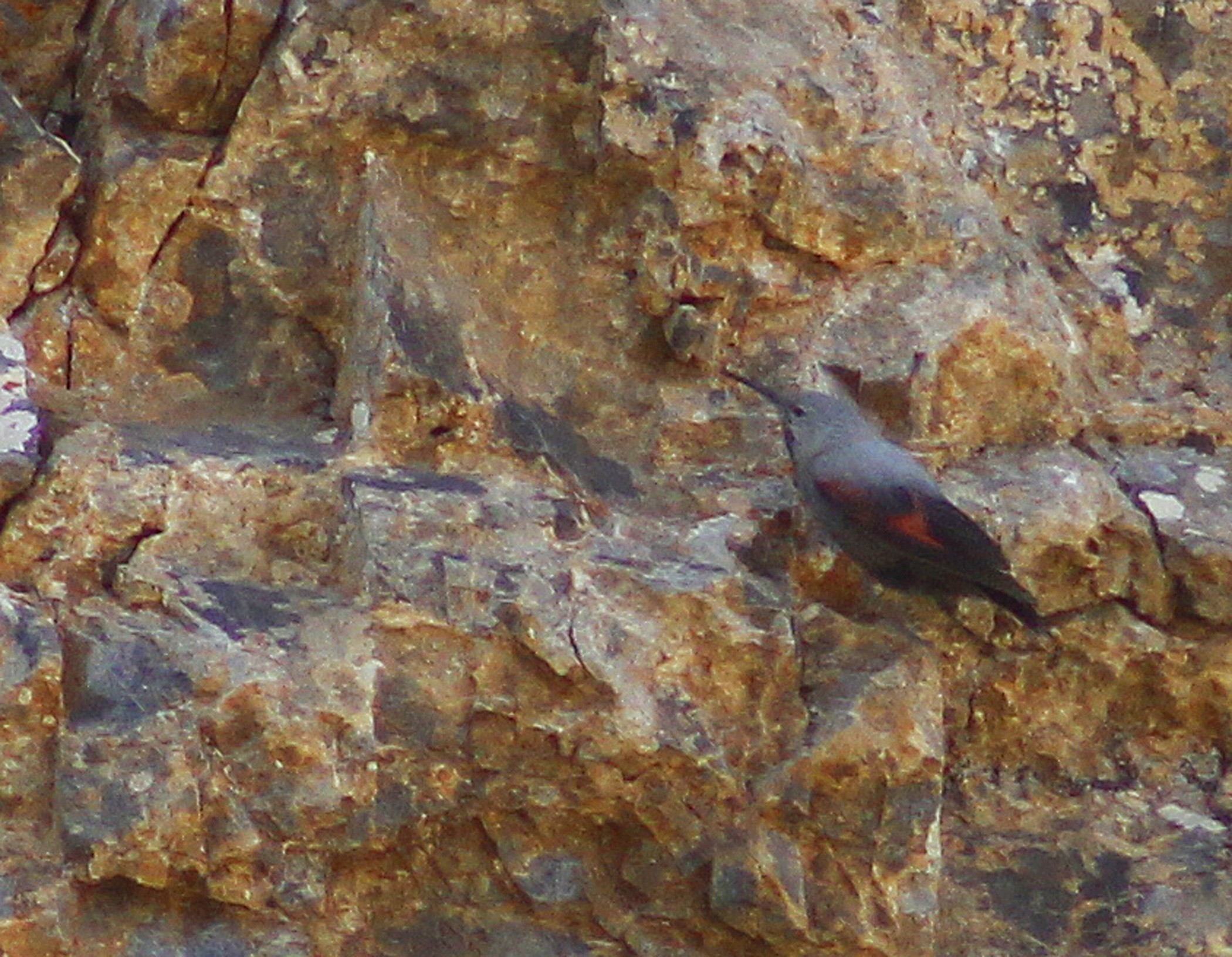 Wallcreeper