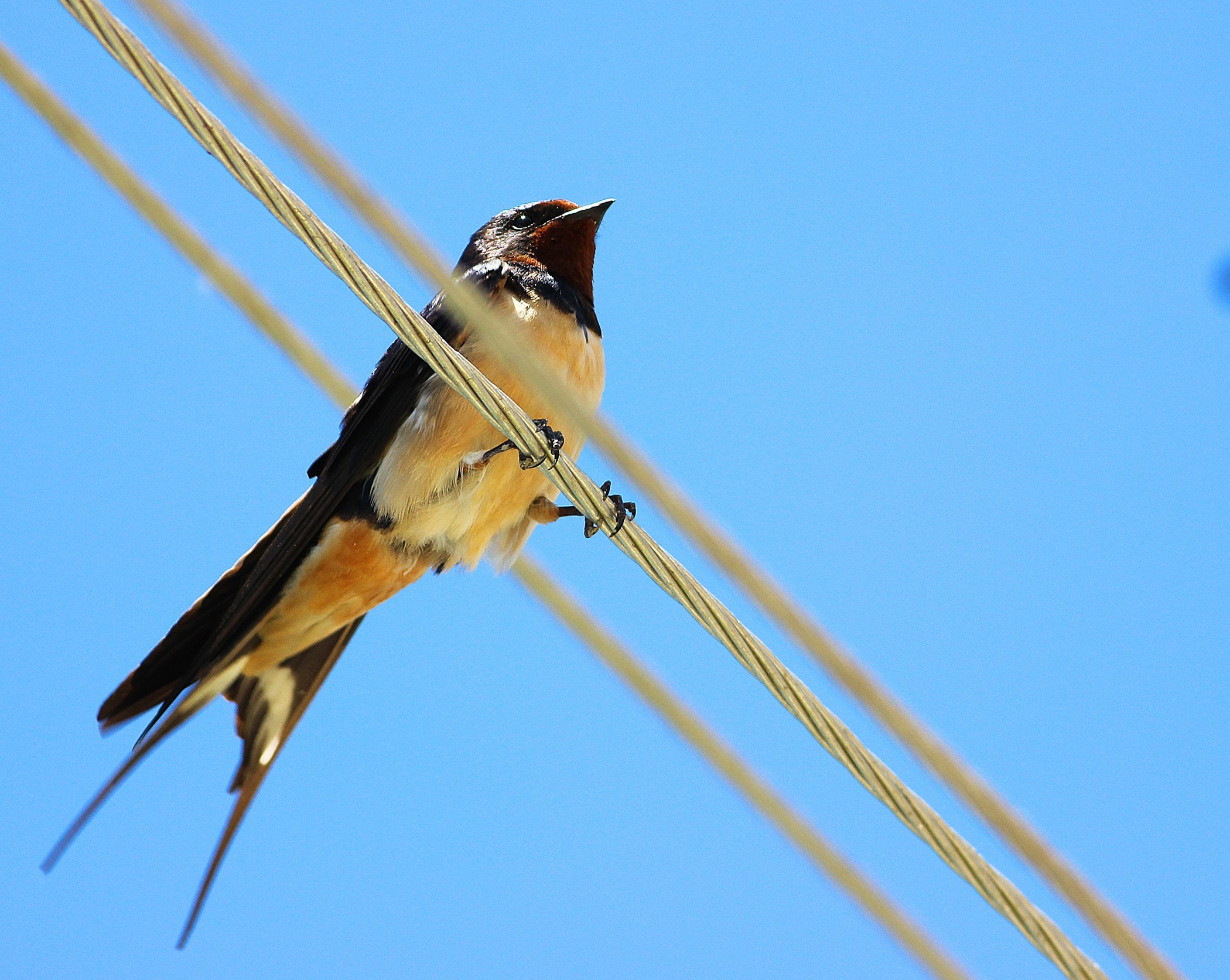 Common House-Martin