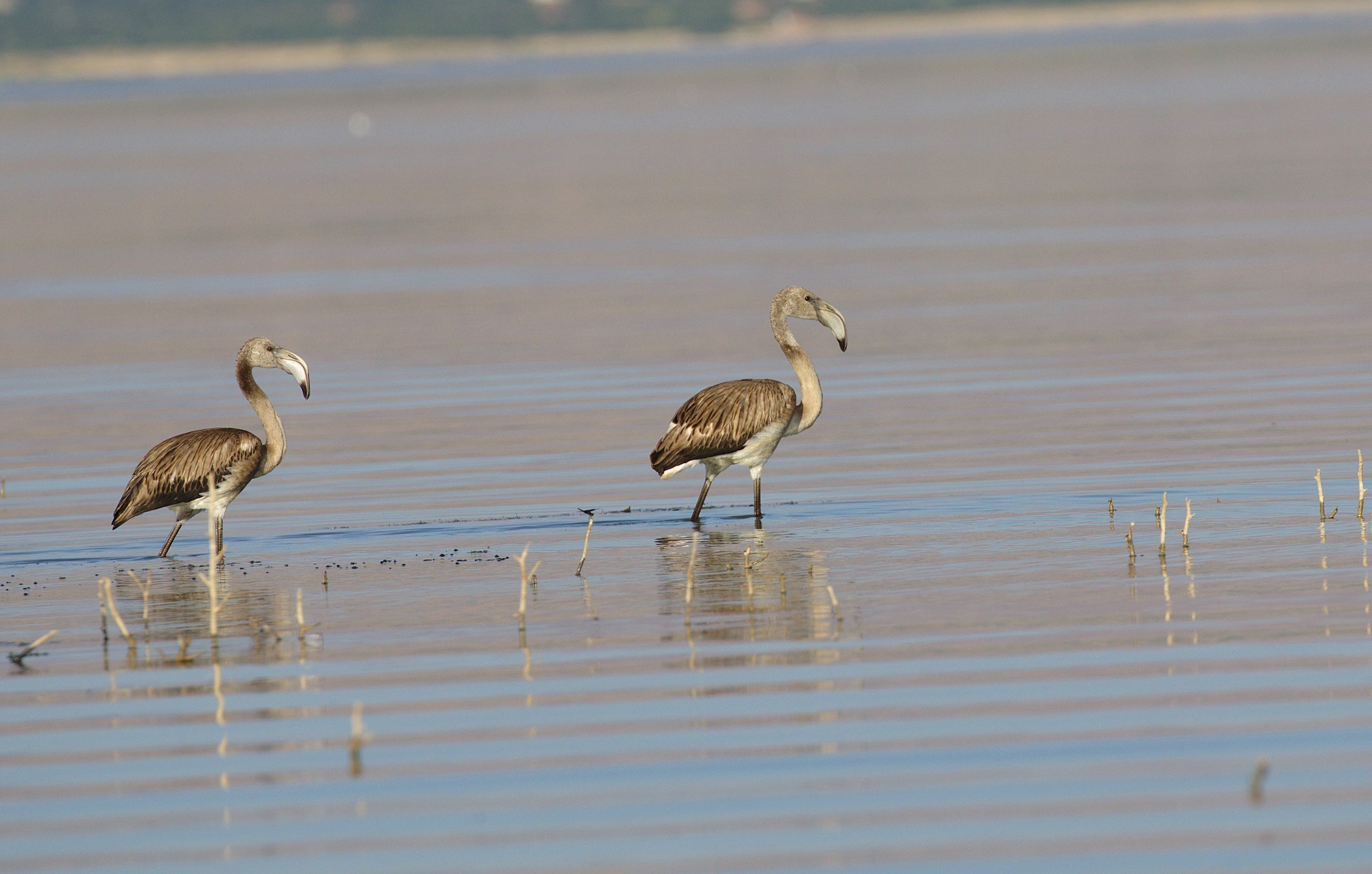 Greater Flamingo