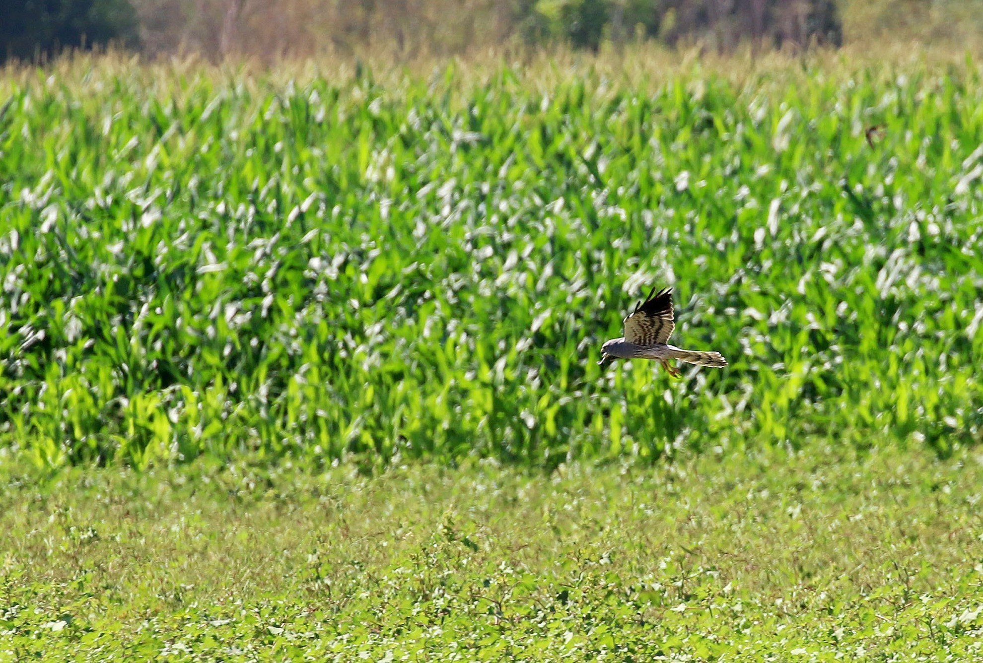 Hen Harrier