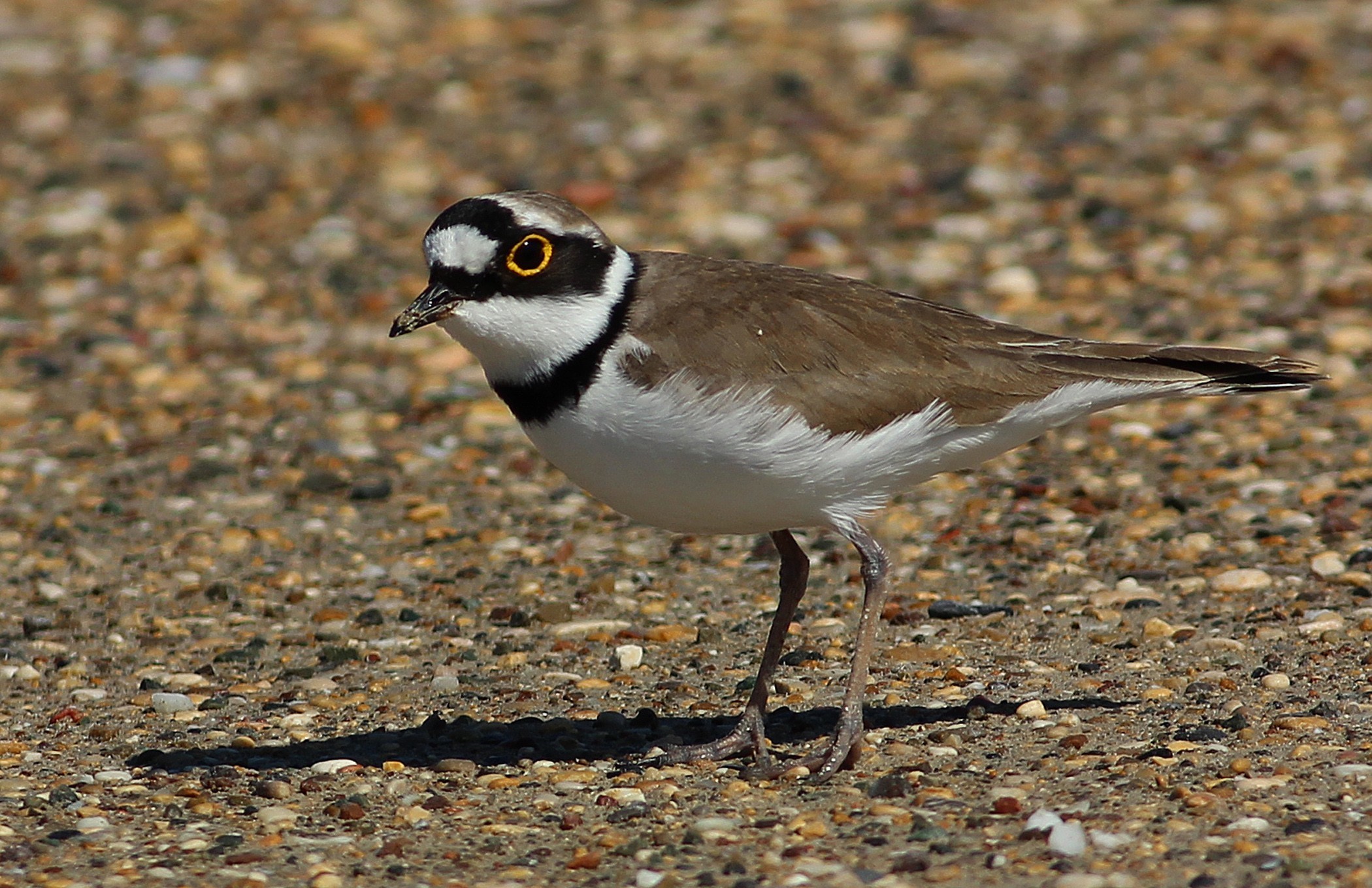Little Ringed Plover