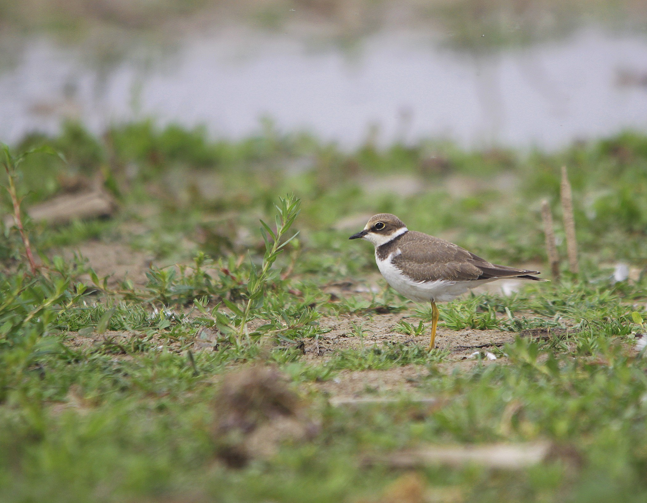 Common Ringed Plover