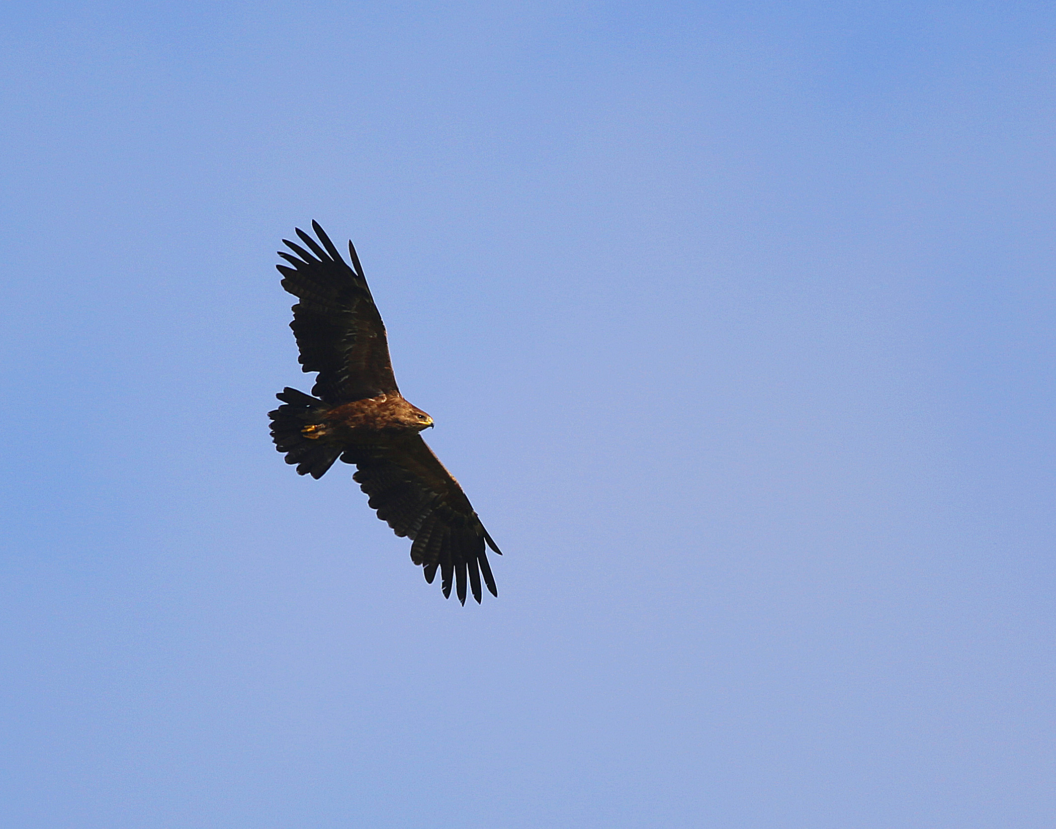 Lesser Spotted Eagle