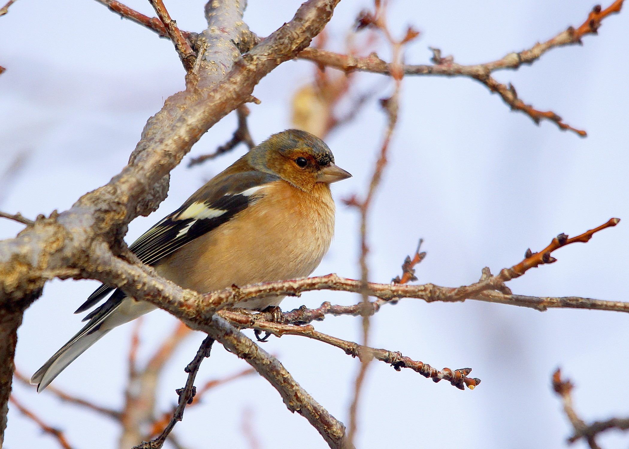 Common Chaffinch