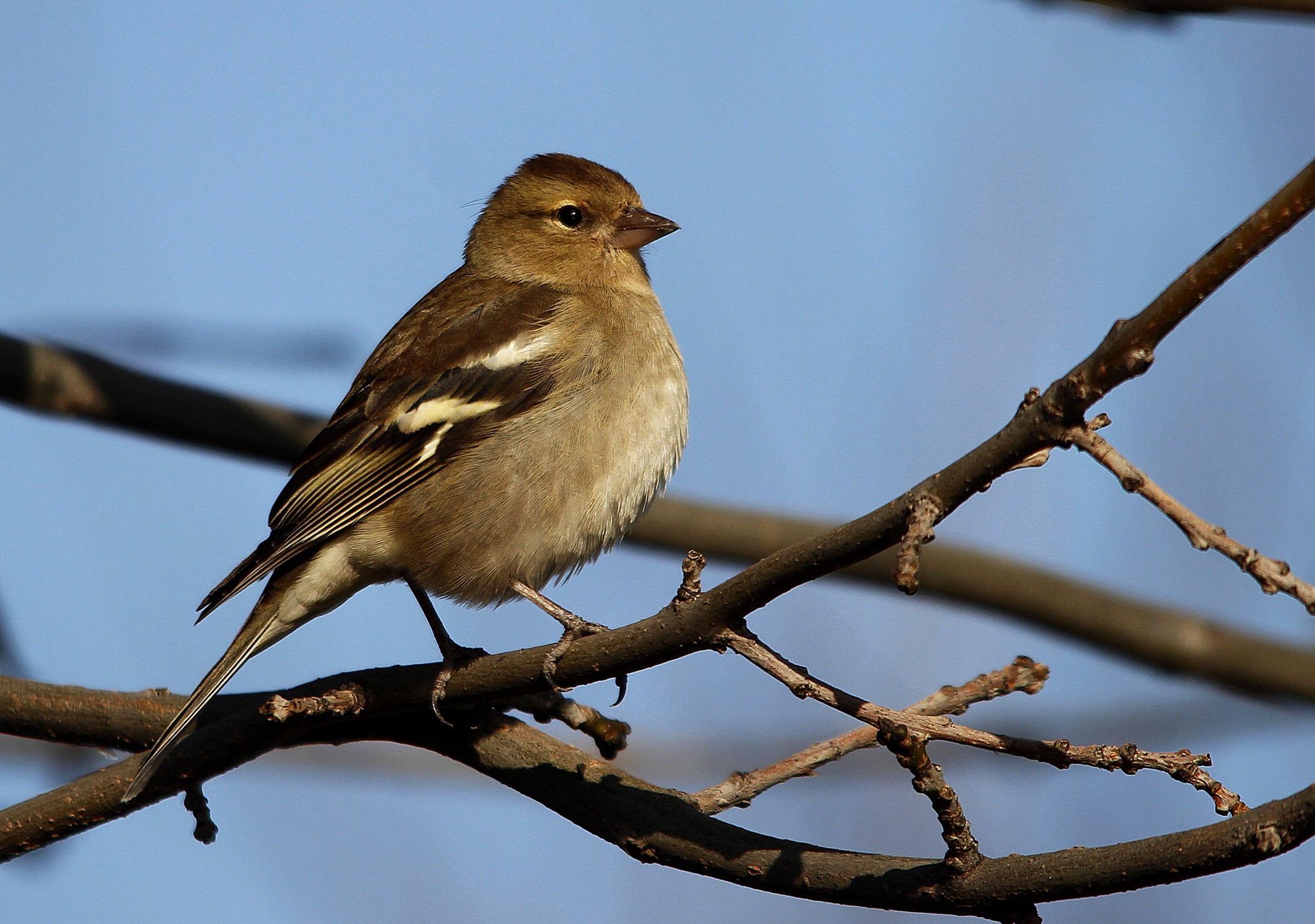 Common Chaffinch