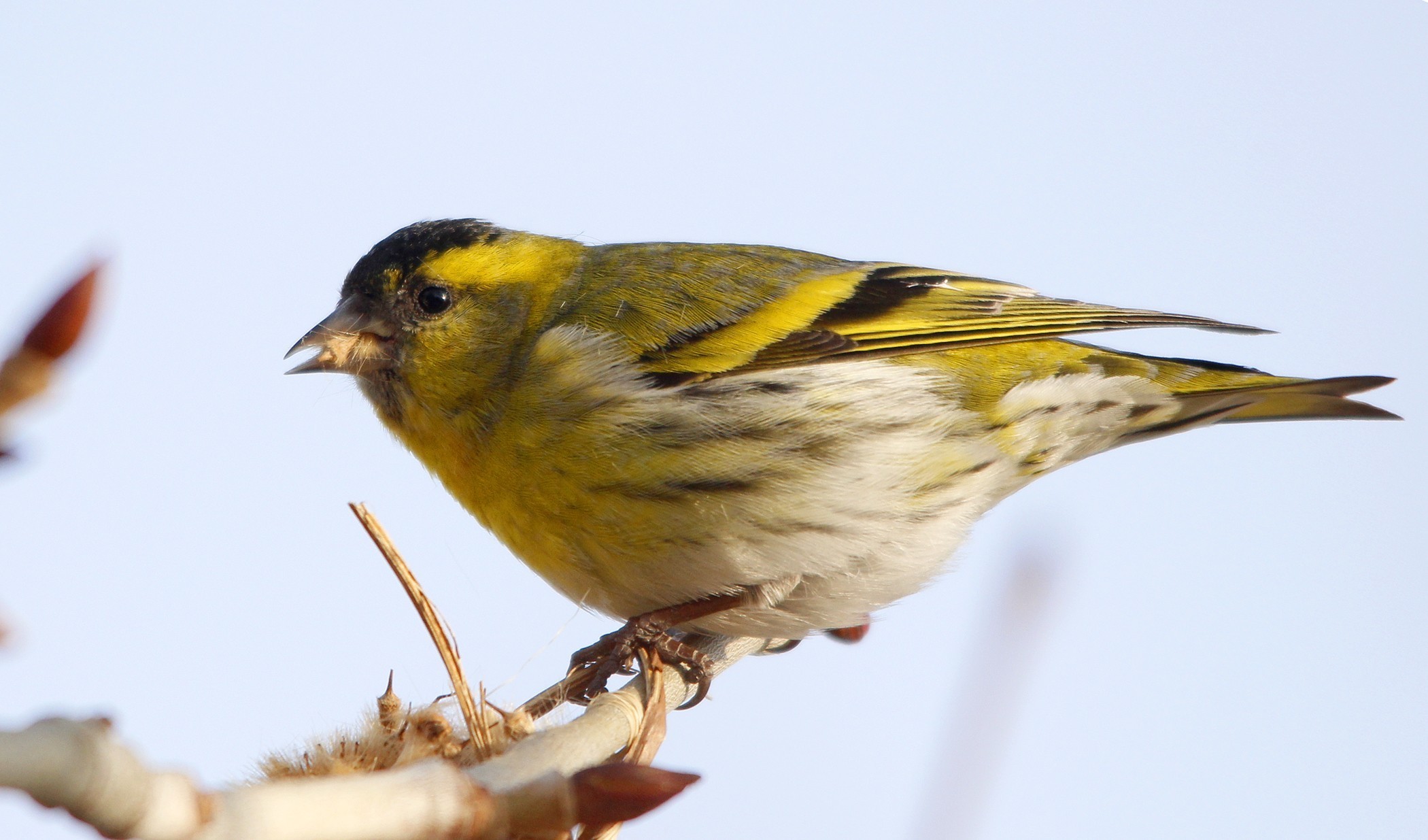 Eurasian Siskin
