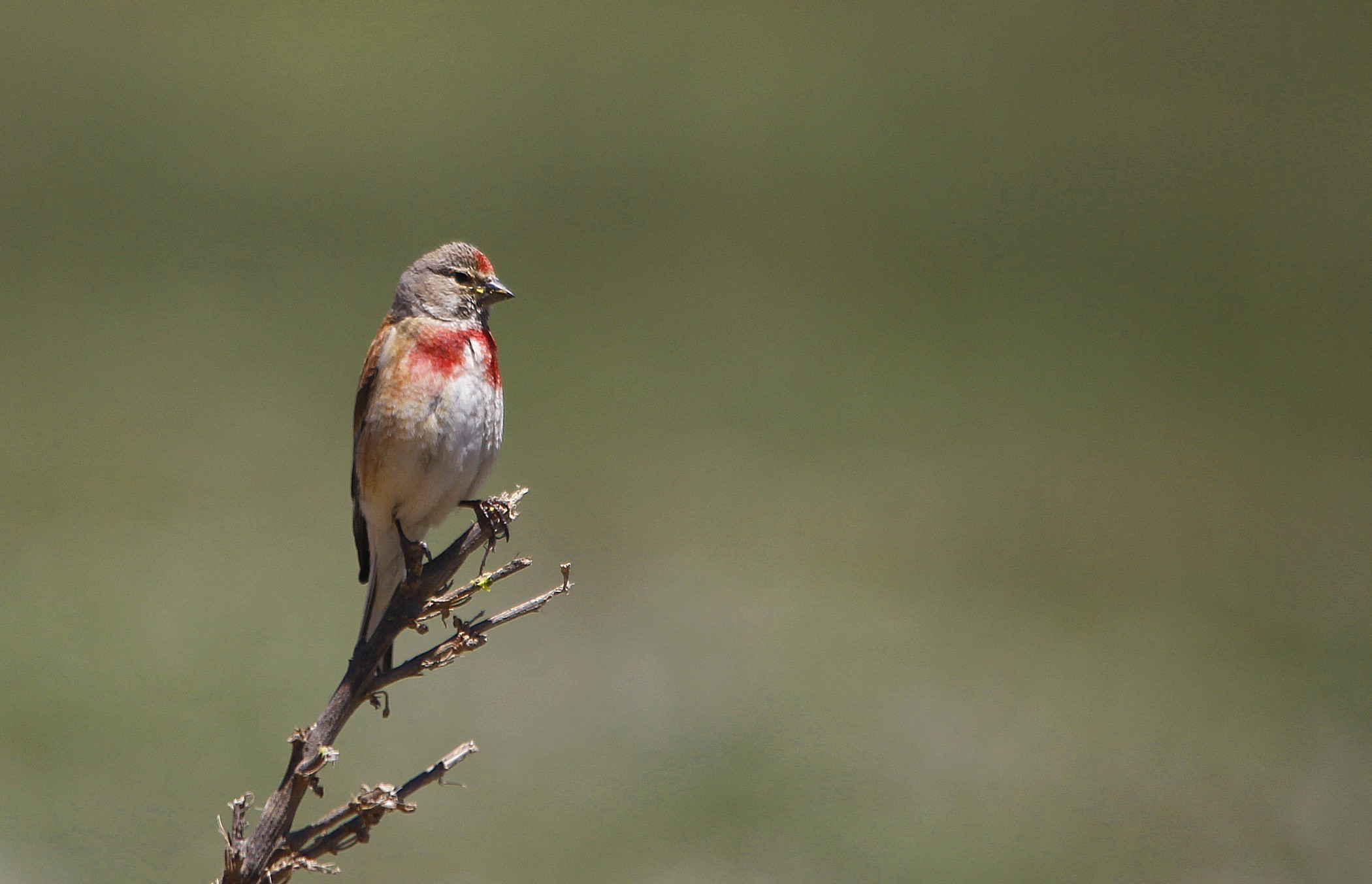 Eurasian Linnet