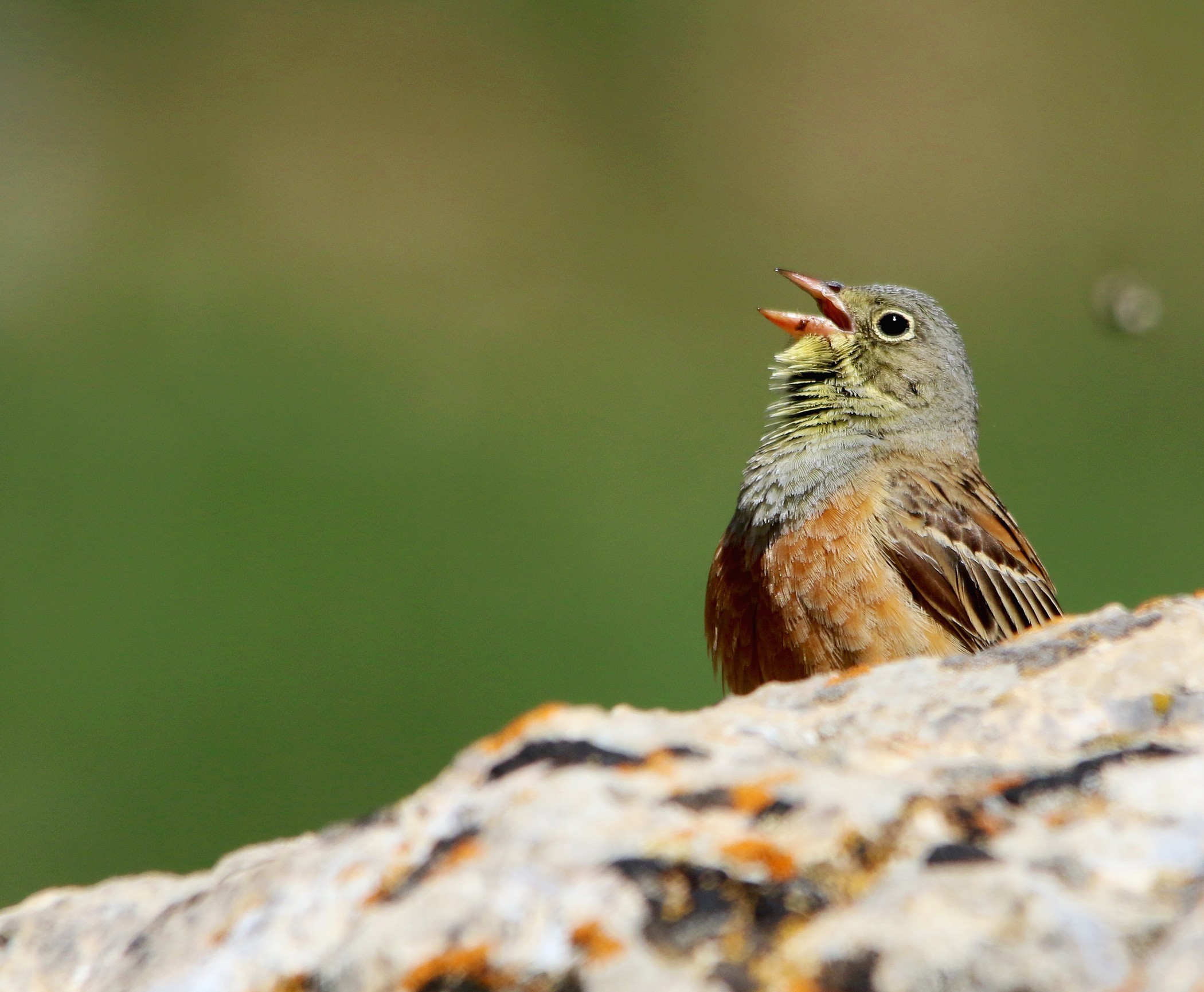 Ortolan Bunting