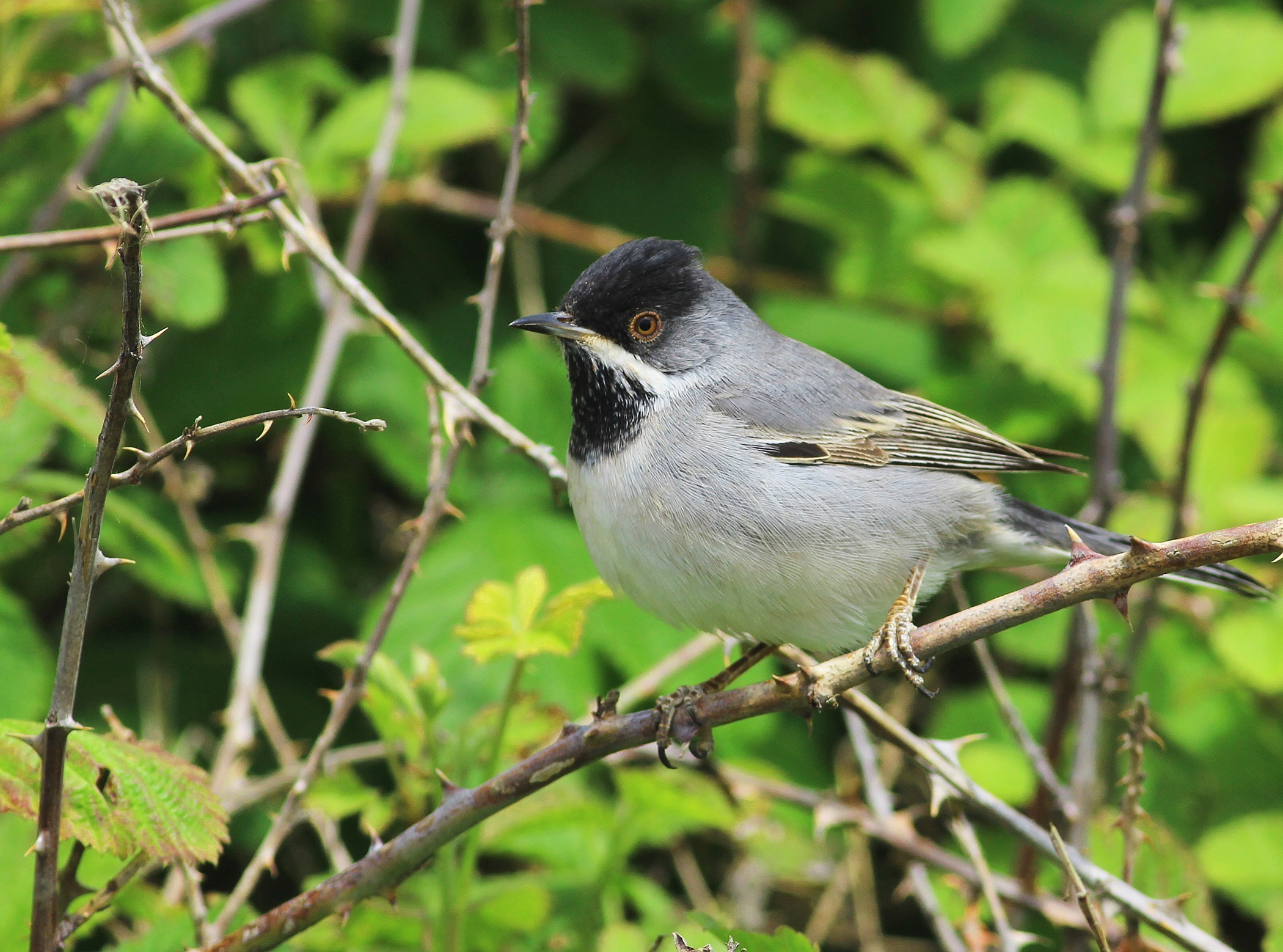 Rüppell's Warbler